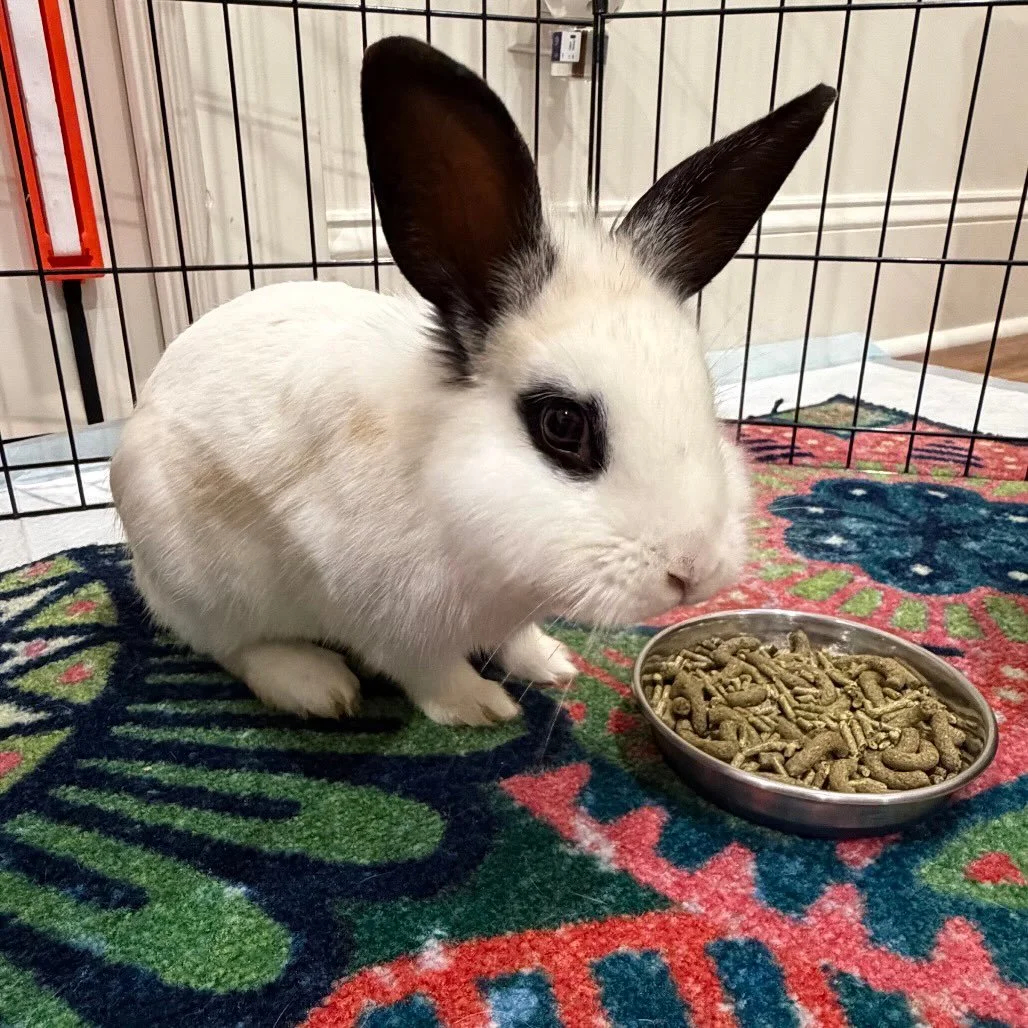 Henry is officially Neutered and ready for his forever home!! &hearts;️

He is a very sweet, inquisitive, and chill little guy. He happily hops over to greet you and enjoys being around people. He&rsquo;s relaxed when being held and gets the occasion