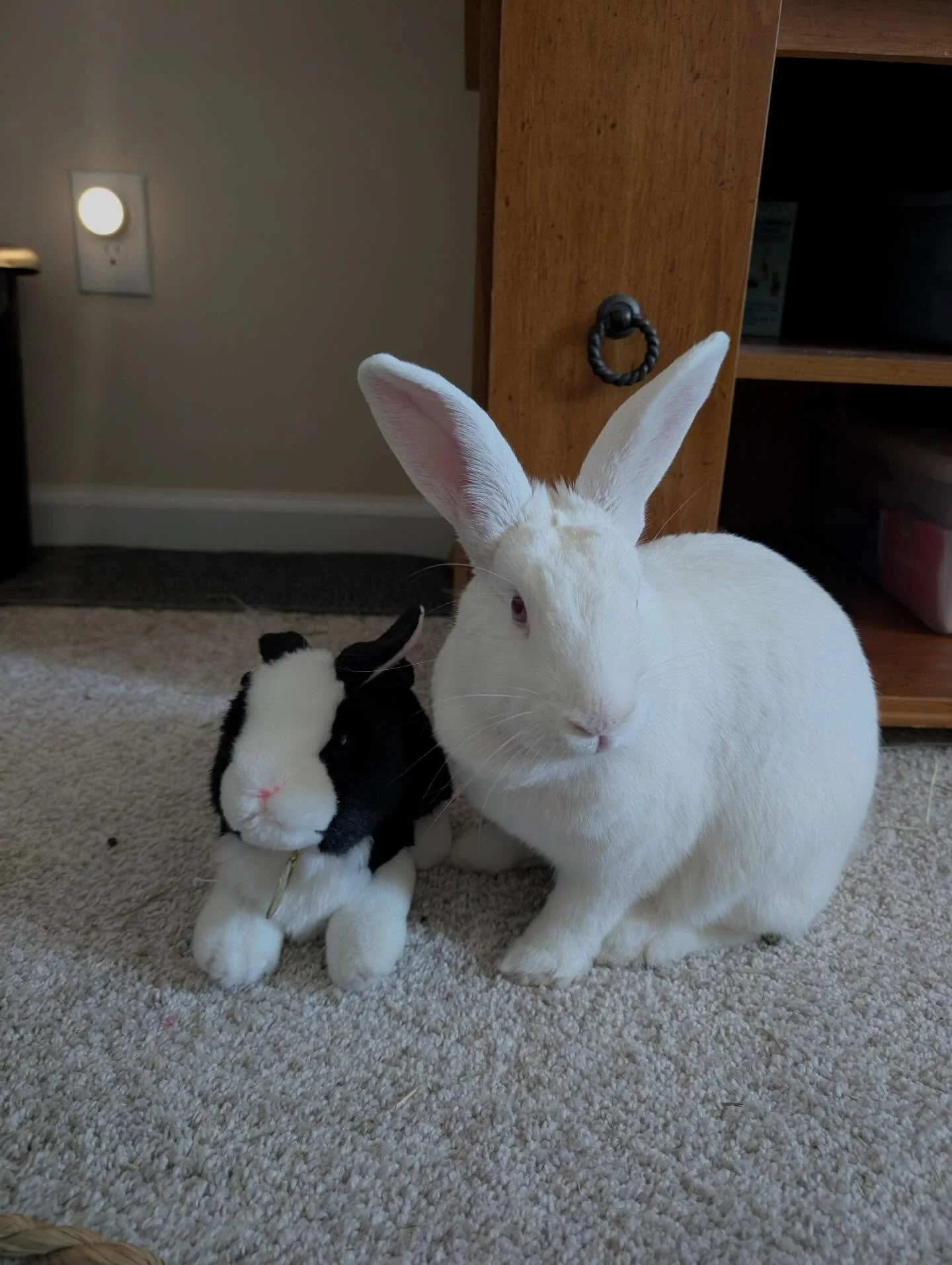 Meet Rewdy another Bun ready for her forever home💗

She is a beautiful REW (Ruby-Eyed White) bunny with a gentle spirit and a bit of a princess personality. She was found abandoned outdoors, so her exact age is unknown, but she&rsquo;s an older girl