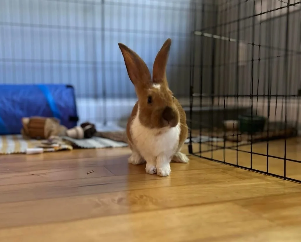 Bean has an important message from Hoppy Tides

Please don&rsquo;t gift bunnies for Easter!!!!

Rabbits aren&rsquo;t starter pets, they&rsquo;re a 10+ year commitment needing daily care, proper diet (hay + greens), space to roam, and specialized vet 