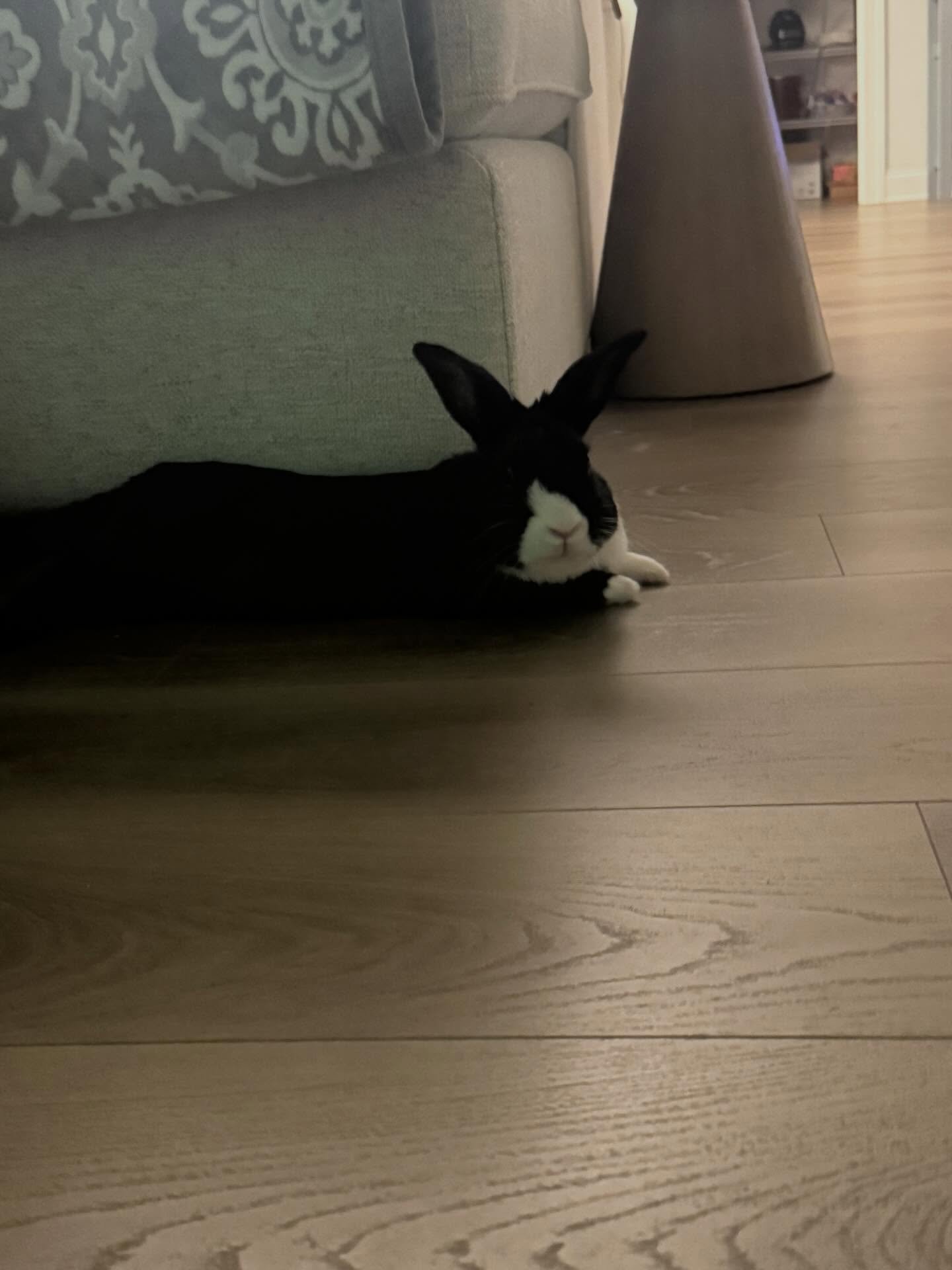 🐰 Big Day for Benito! 🐰

He was neutered and is officially one step closer to finding his forever home! 💙

This handsome boy handled everything like a champ and is already on the road to recovery. Neutering is an important milestone that helps ens