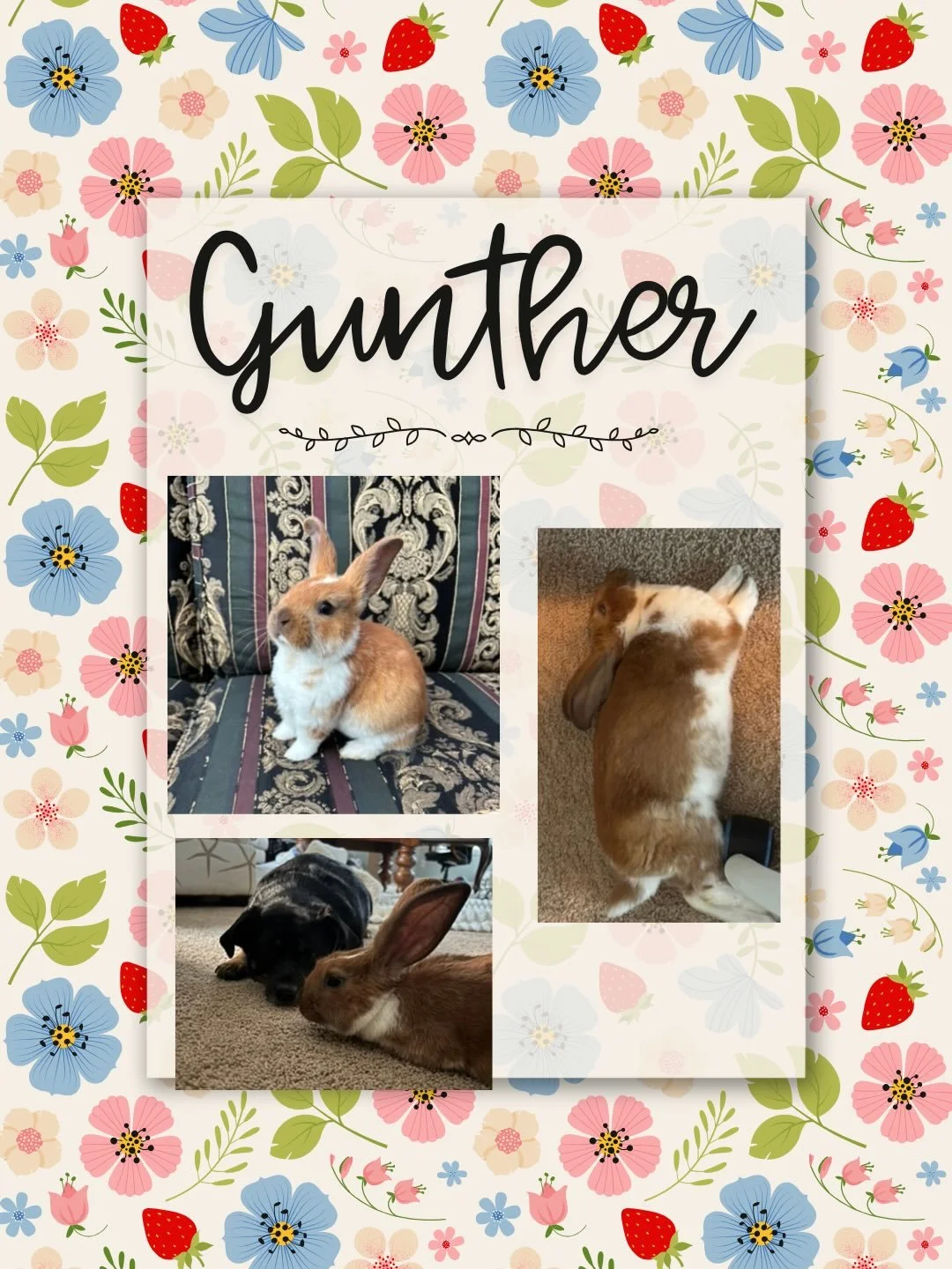 From a hoarding situation to healthy, happy homes &mdash; these babies have come so far.

Watching these once tiny, uncertain rabbits grow into thriving, curious, and loved companions is exactly why we do what we do. Each one now has space to hop, fr