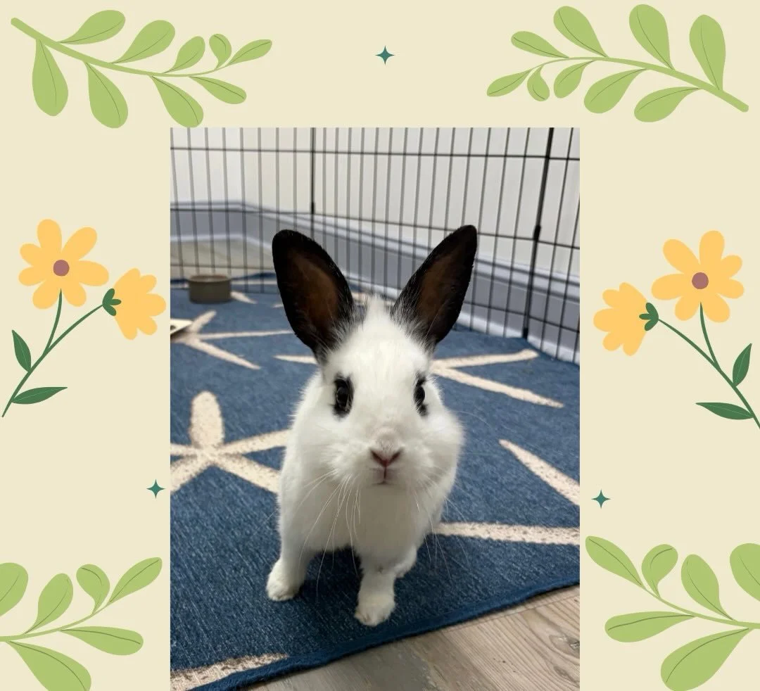 Hoppy news for sweet cheeks Henry, and us at Hoppy Tides. The sweet boy is off the market and has landed his forever home.💛 We are so happy for him and his new family!
