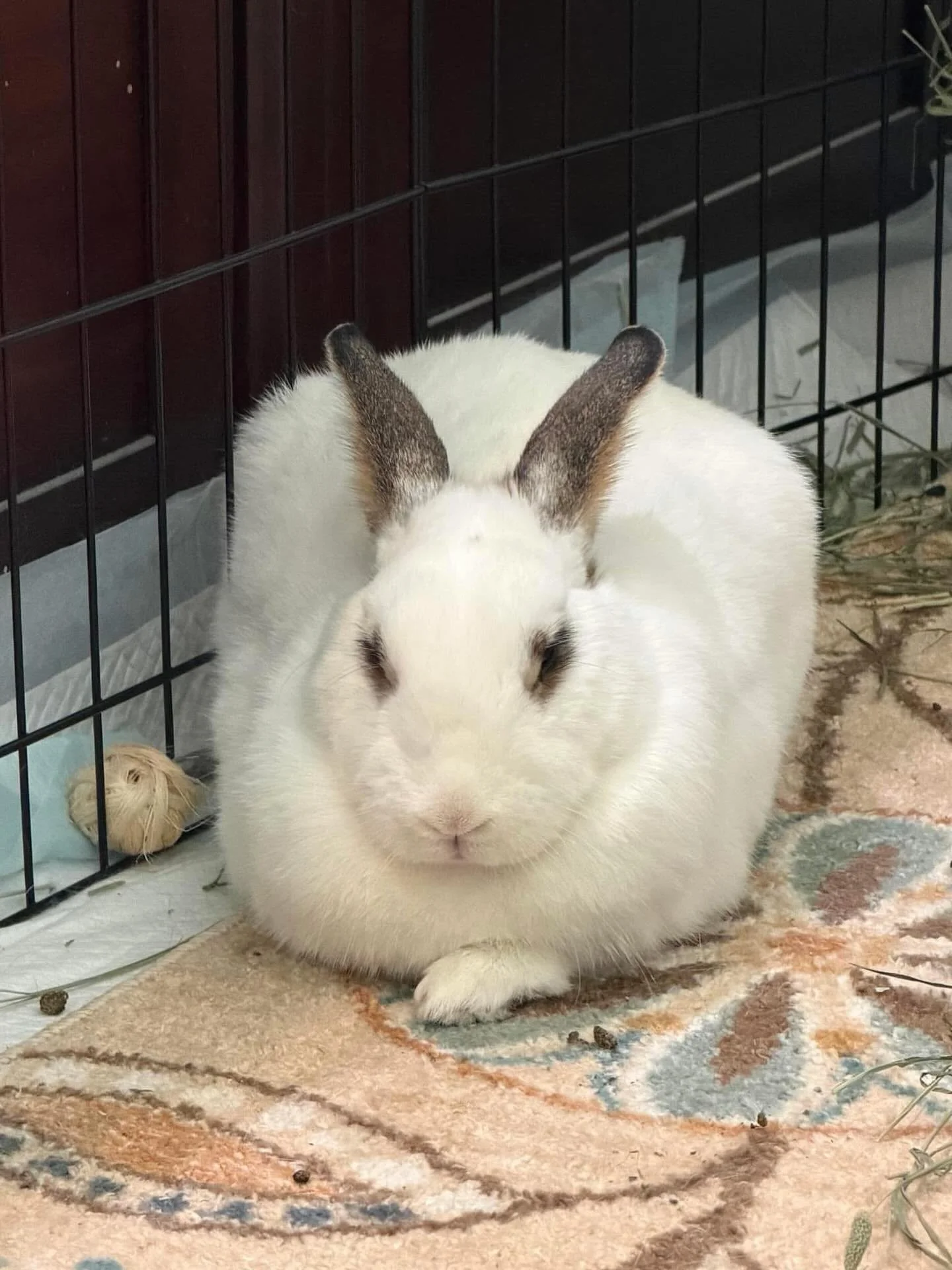 The joy of rescuing these little lives is precious. 

But what if our foster rabbits consume something harmful?? Sweet Mochi&rsquo;s story is a reminder. With her condition, Megacolon, the colon becomes enlarged and can&rsquo;t move waste as it shoul