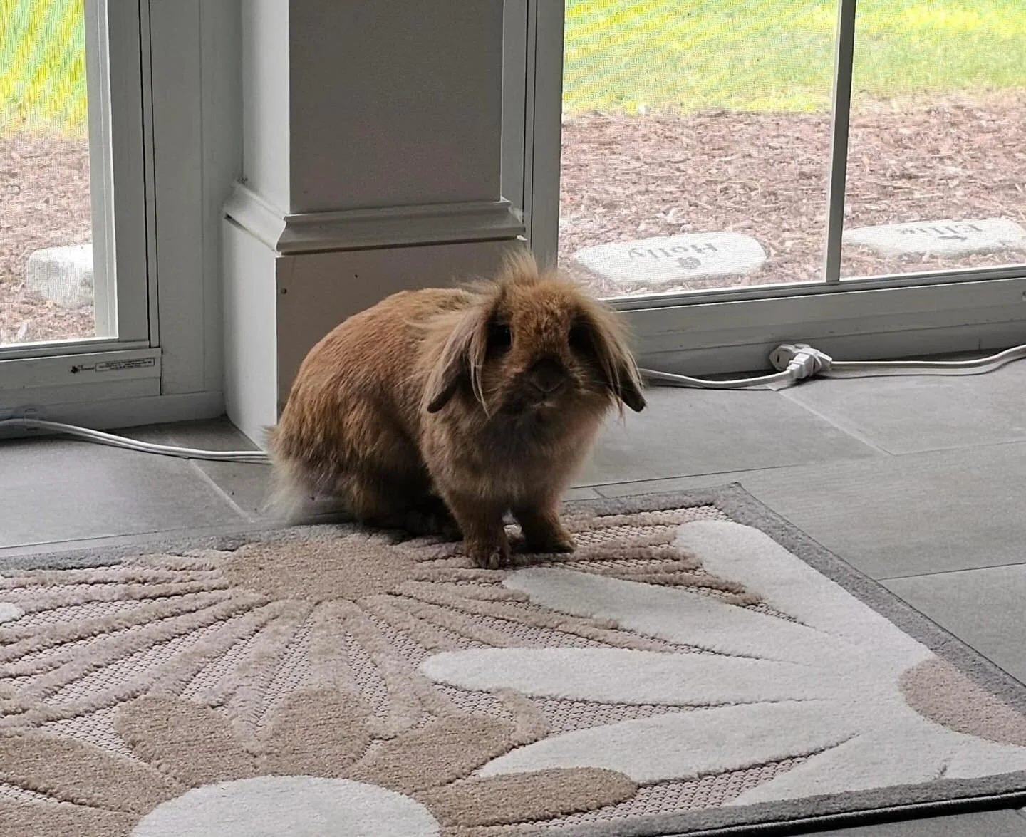 Hoppy adoption day to beautiful Breezy!!!!! We know her family is going to enjoy her to the fullest ❤️🐰