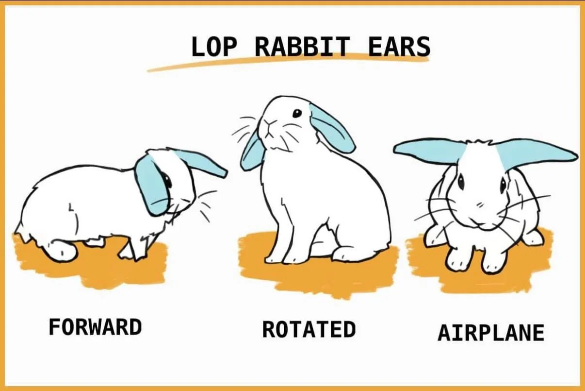 🐰 Why Do Some Rabbit Ears Drop With Age? 

Did you know many rabbits aren&rsquo;t born with floppy ears? Some rabbits, especially lop breeds. Actually start with upright ears that slowly drop as they grow! 

This happens because:
&bull; Their ear ca