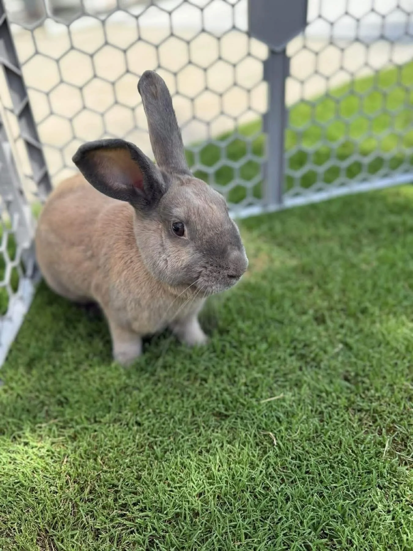 Courtesy post!!!!!💙🐰

Biscuit
~2 year old male bunny
He&rsquo;s super friendly, loves being held and petted. Tolerates all foods and allows for nail trimmings easily. Very laid back/ liter box trained and was neutered in June of 2025. 

If you are 