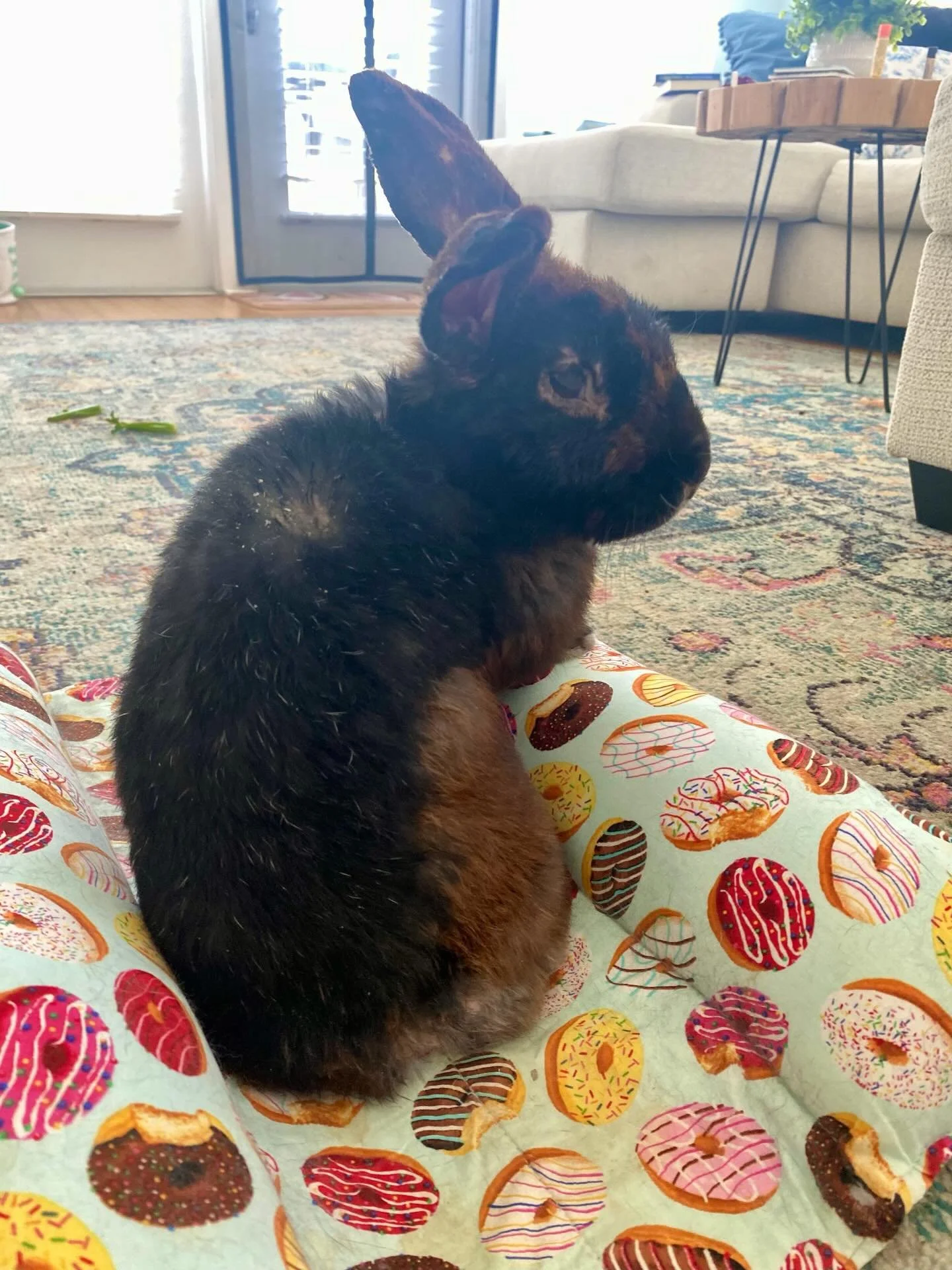 Exciting news, Tyson has been cleared by his Dr to undergo his neuter🎉. This brings extreme hoppiness to not only us, but him. He is still battling a nasty infection. Tomorrow while under, they&rsquo;re gonna flush the area out and get a culture to 