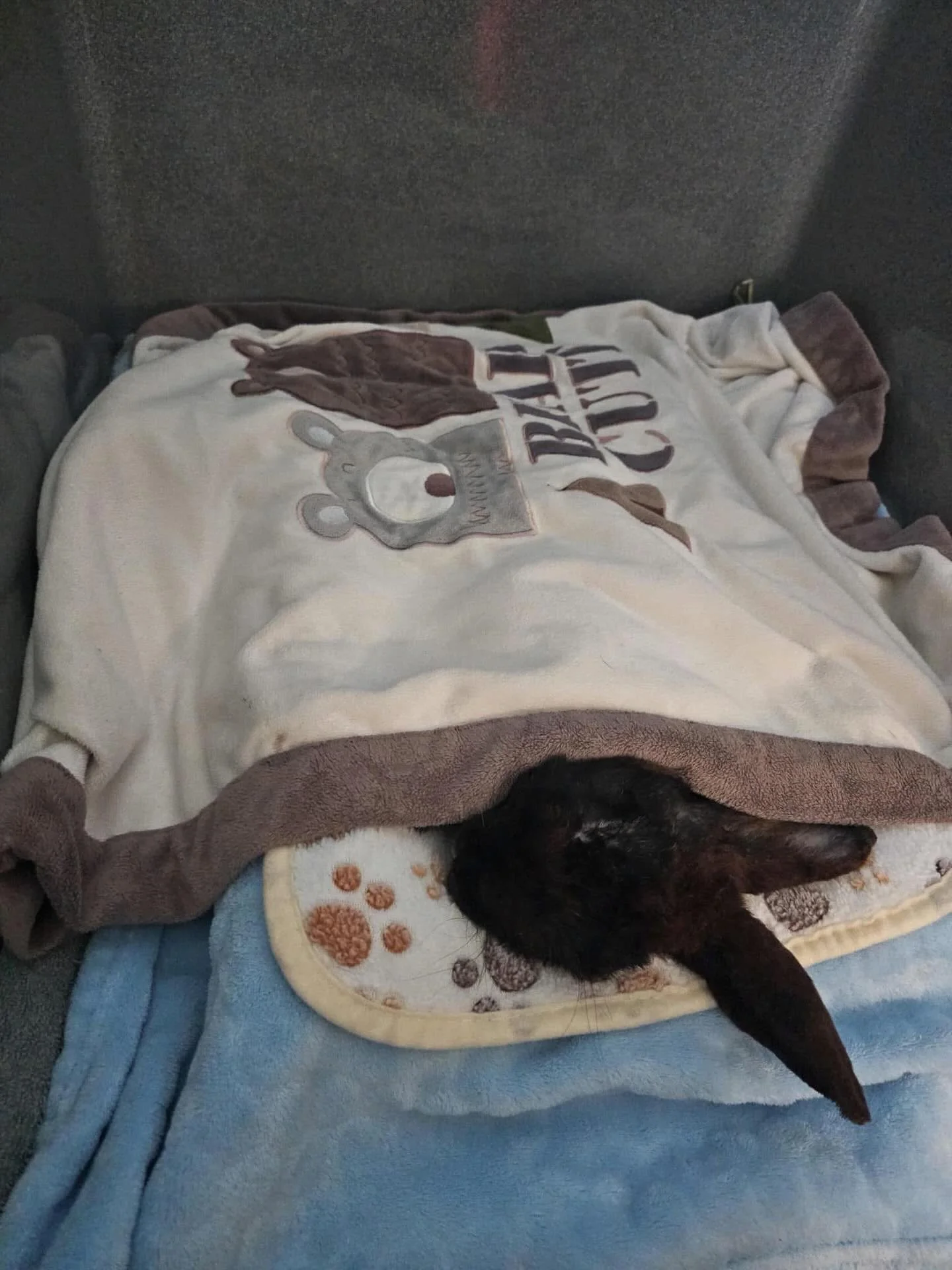 Hoppy news!!!! 

Tyson is currently in recovery after his neuter🎉🎉. 

He did have abscess pockets in both his thighs, but he continues to prove he&rsquo;s a resilient fighter. Yet he keeps pushing forward with that same sweet, determined spirit. 

