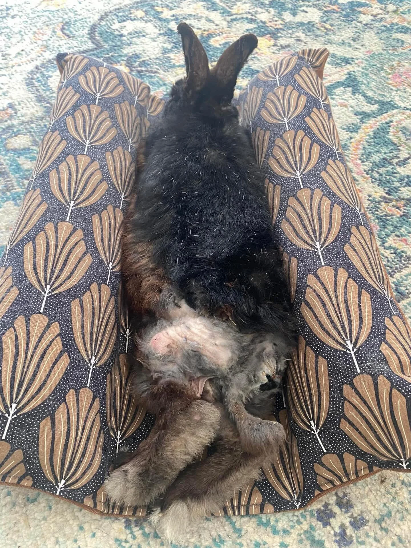 Paws crossed for sweet Ty tomorrow, he has his follow-up post surgery w the abscesses 🤞🤞.