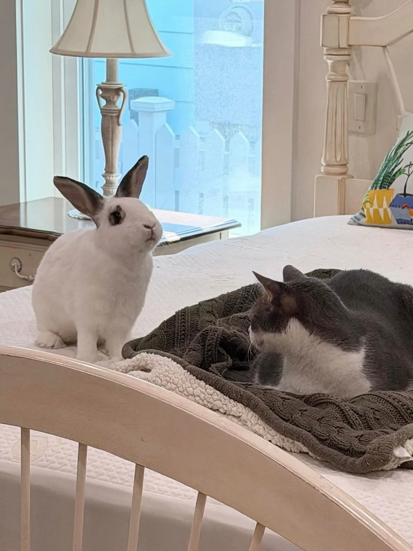 We&rsquo;ve got some buntastic news!!!! Mochis foster has officially decided to adopt her. Not to mention, all of her cat friends are going to love her as well. We&rsquo;re sooo excited for her 🐰❤️🎉