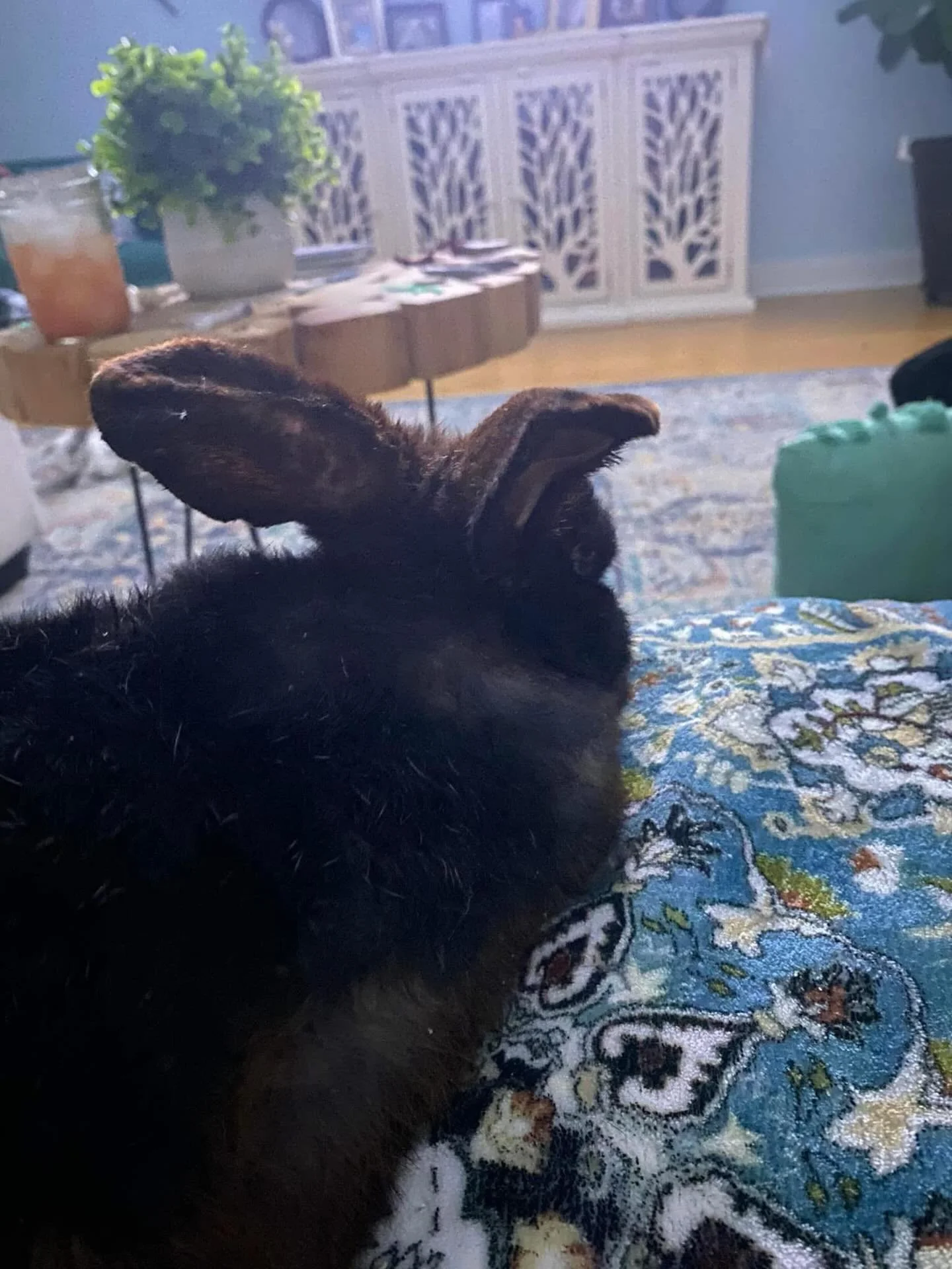 Couch time cuddles with Tyson, and today felt like a breath of hope and air. 

He had more energy, more interest in food, the hope you hold onto tightly after everything he&rsquo;s been through. These small moments don&rsquo;t feel small at all, they