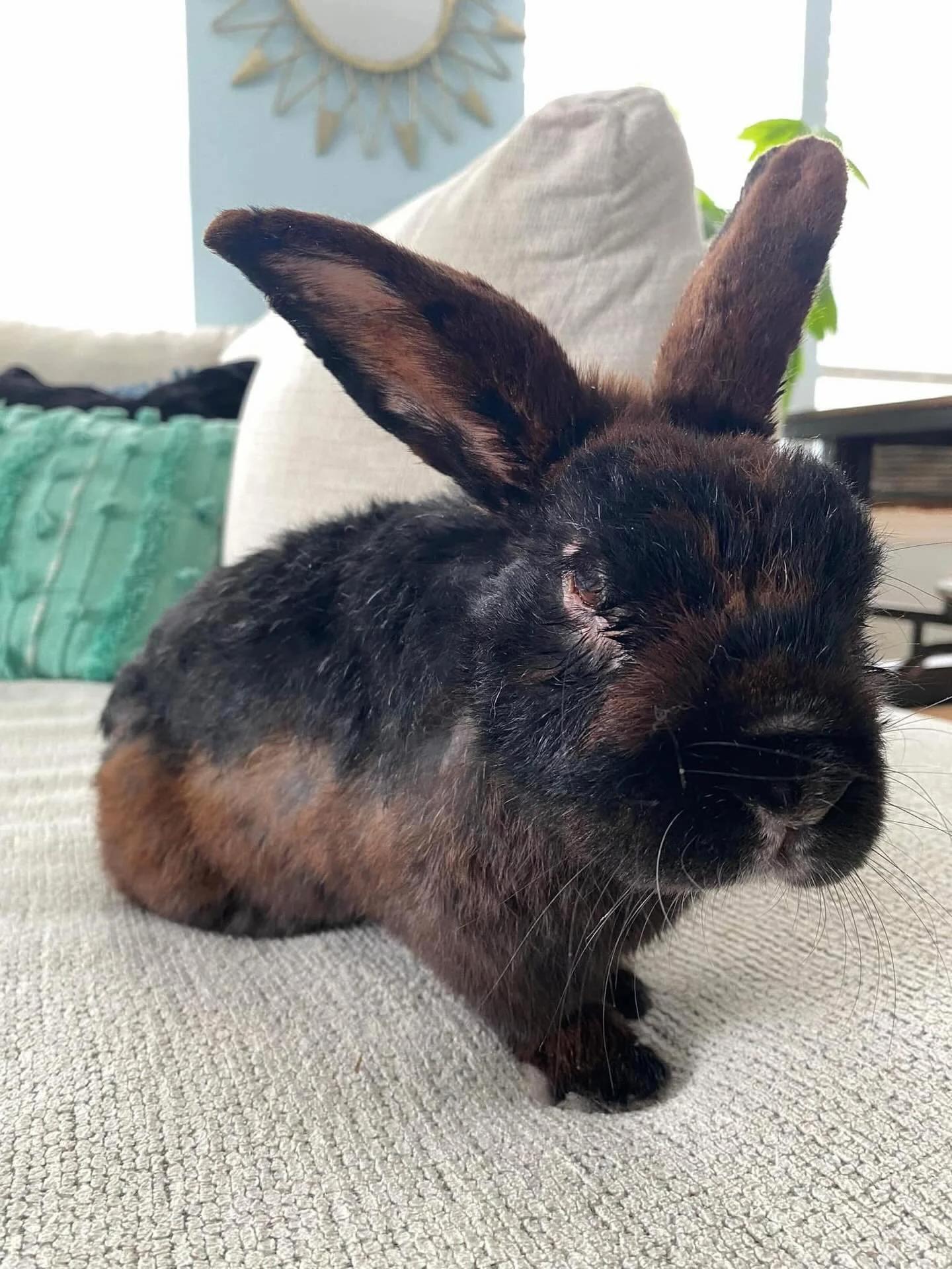 Tysons culture came back🧫🔬

The culture grew 2 species of bacteria, Lactobacillus &amp; Actinomyces. We will be starting him on penicillin daily for two weeks. Paws crossed that this will clear up his abscesses
