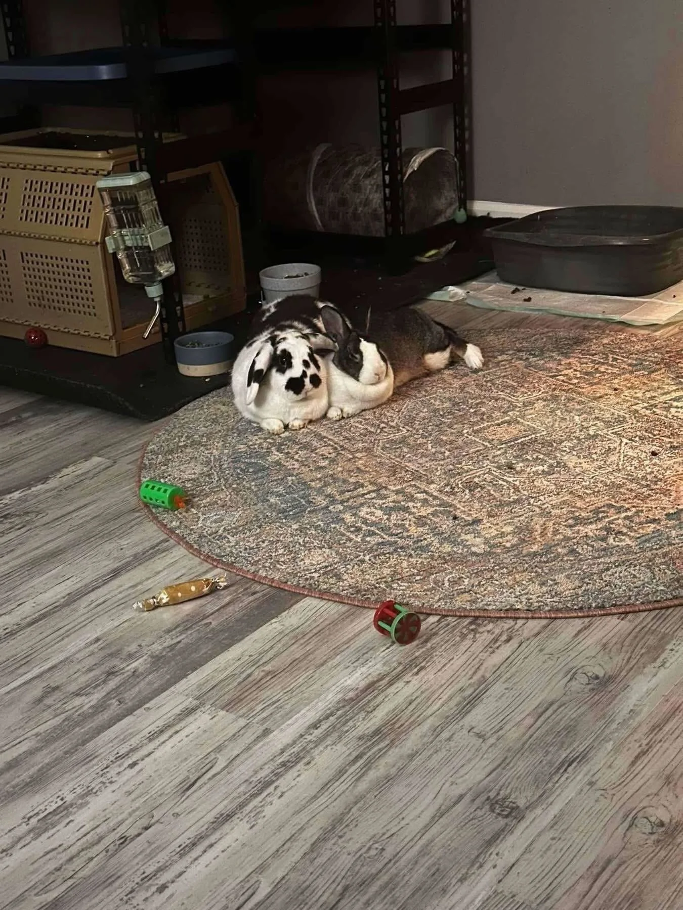 Courtesy post time!!!!!

🐰✨ DOUBLE THE BUNS, DOUBLE THE LOVE ✨🐰

Looking for the sweetest little duo to hop into your heart and home? These two bonded bunnies are searching for a loving family that will keep them together forever 💕

They are:
🌿 P