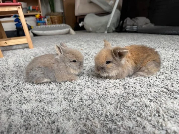 Remember the lionheads that we helped during a hoarding case? Well, look at them now. 
Brownie and Muffin originally four weeks. Now they&rsquo;re  growing, thriving, and getting ready for their next chapter, that&rsquo;s a big deal. You can already 