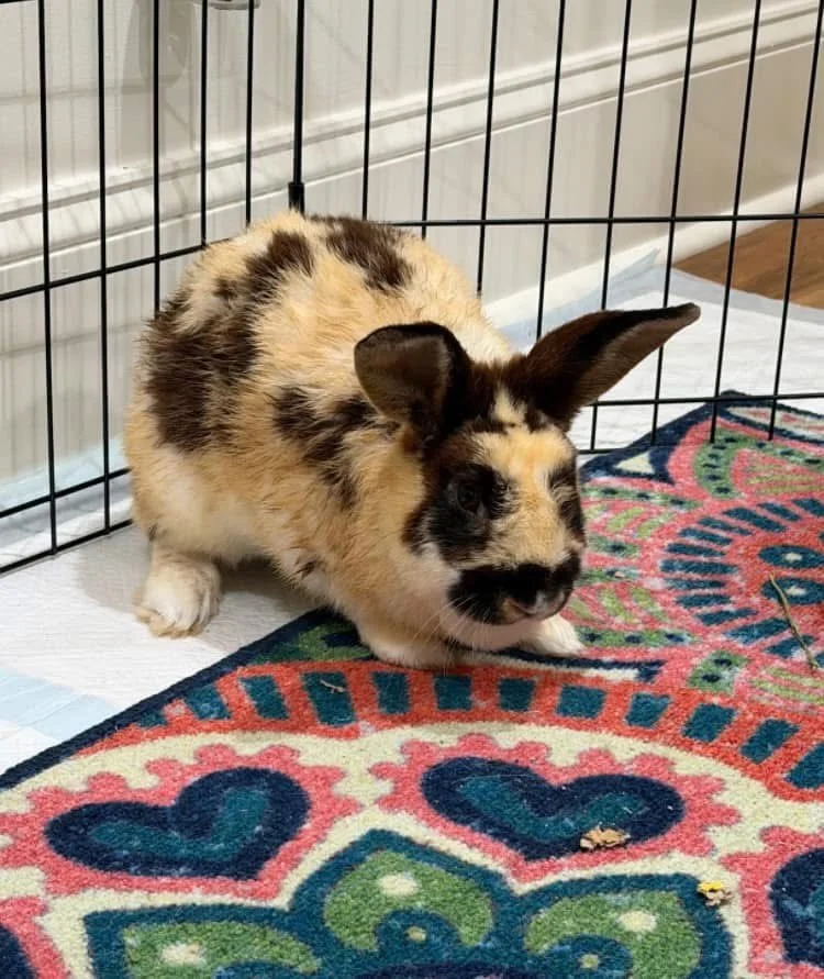 Remember the rabbit that shared a pen with Tyson? Now look at him! Clover has found a loving home with the same family that adopted Oscar, turning one adoption into a trio of love💙❤️.