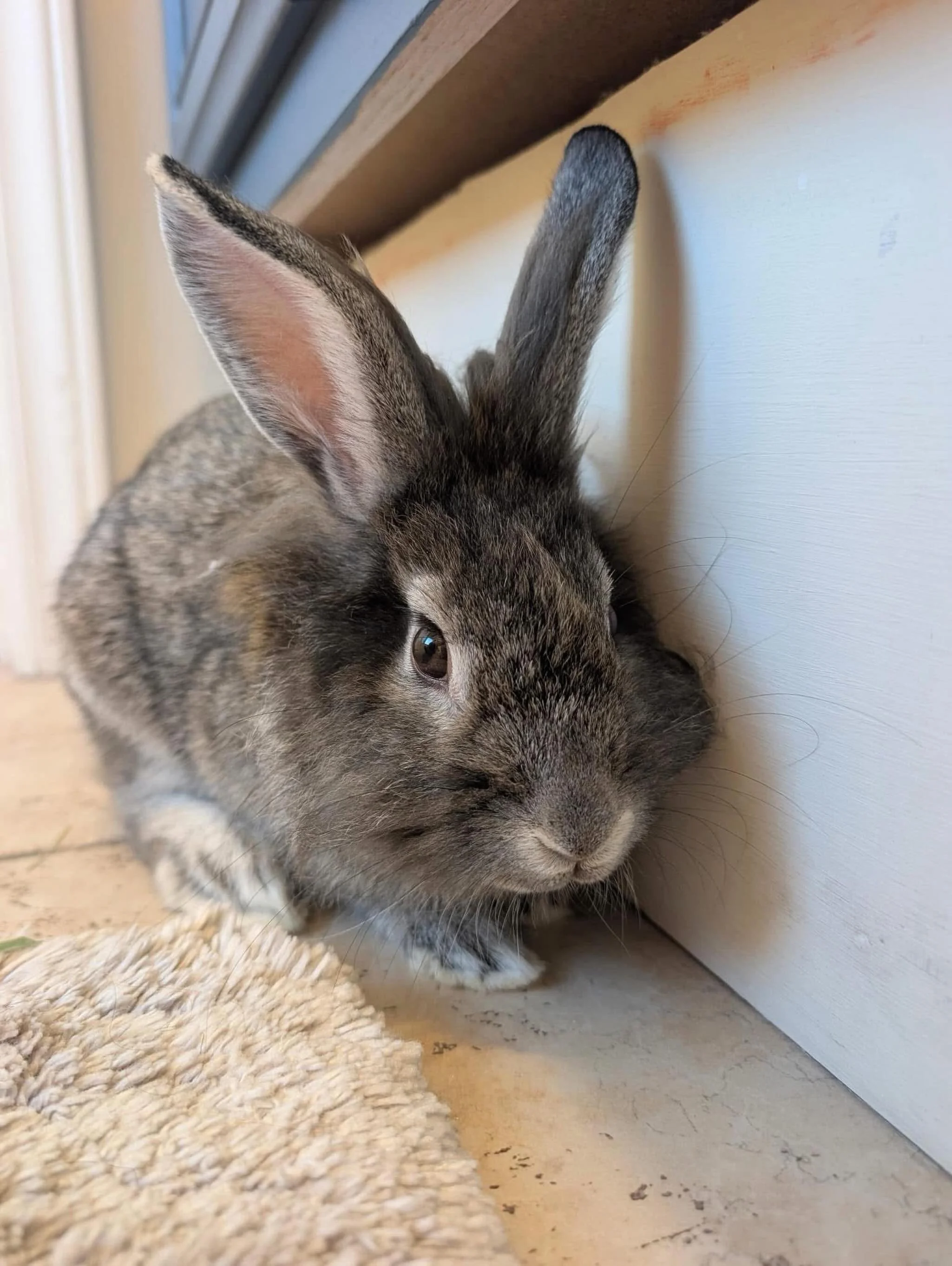 Another life saved🐰💙
This sweet boy was picked up along the roadside, but he&rsquo;s now safe with us and starting his new life. 
We&rsquo;ll make sure he never has to feel alone,  or abandoned again.