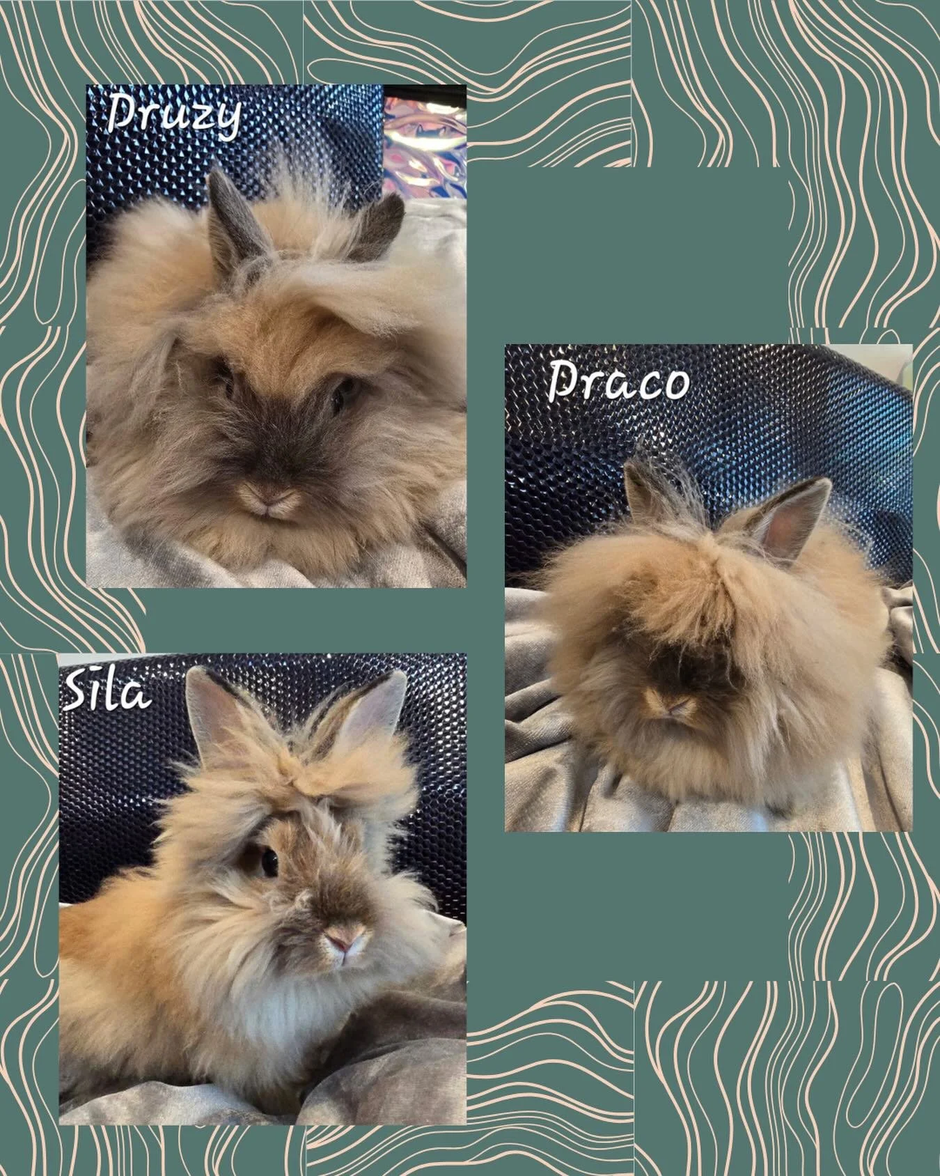 Three little fluff balls, one perfect forever home 🤍🐰

Druzy, Draco, and Sila officially found their forever family right where they already felt safest in their foster home. Watching fosters turn into forever homes is always so special, and these 