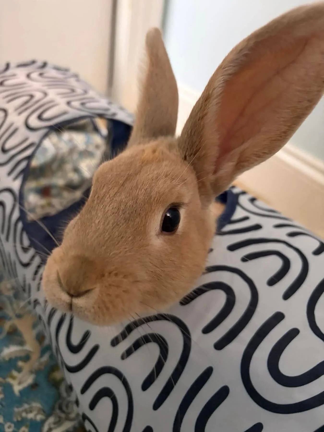 Buster checking in for the day. This lil guy is such a funny character,  and full of love💙
