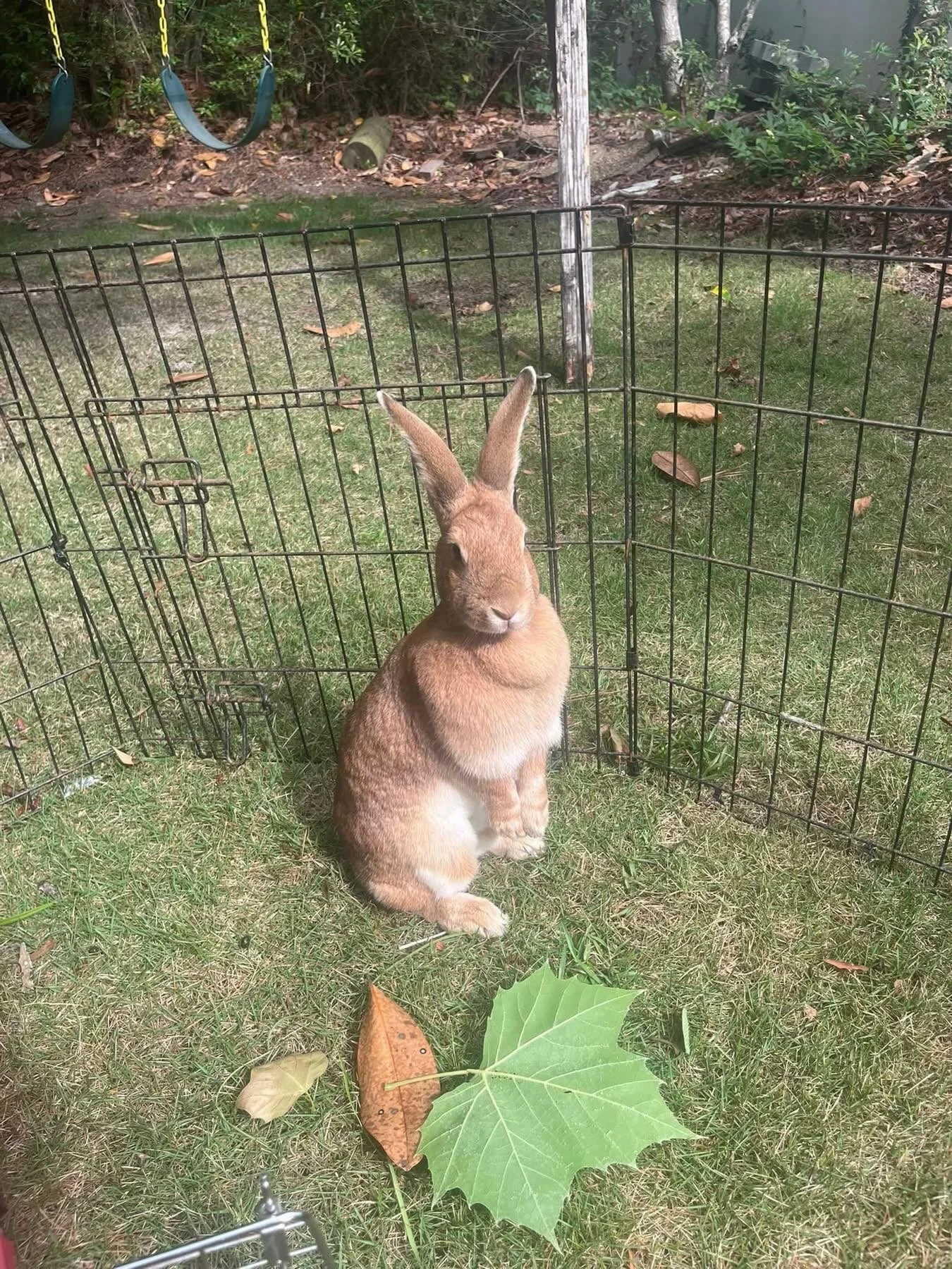 Everyone!!! Meet Cocoa, Mr. Red, and Ruby!!!! 🤎🐰❤️ They are finally getting to experience the safety, comfort, and love that foster life brings. No more living in wire cages without water, and no more being left exposed to the harsh elements.

Now,