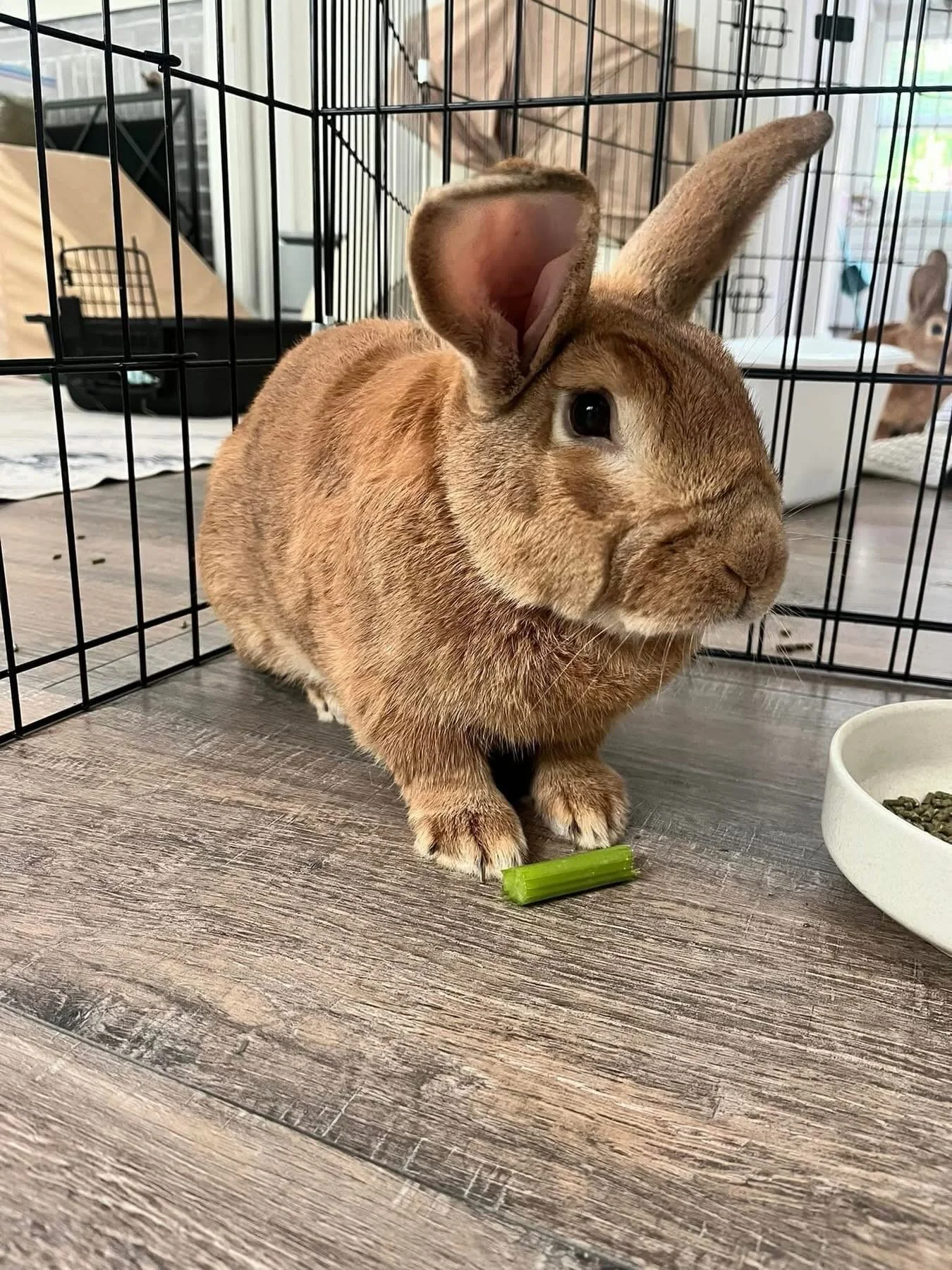 Drum roll for the last four out of seven we rescued!! Everyone, please meet Luke, Leia, Pippy and Rose😍. We are very grateful for the individuals that contacted us to foster. We couldn&rsquo;t do it w/out you!! Thank you!!!💙🐰❤️.