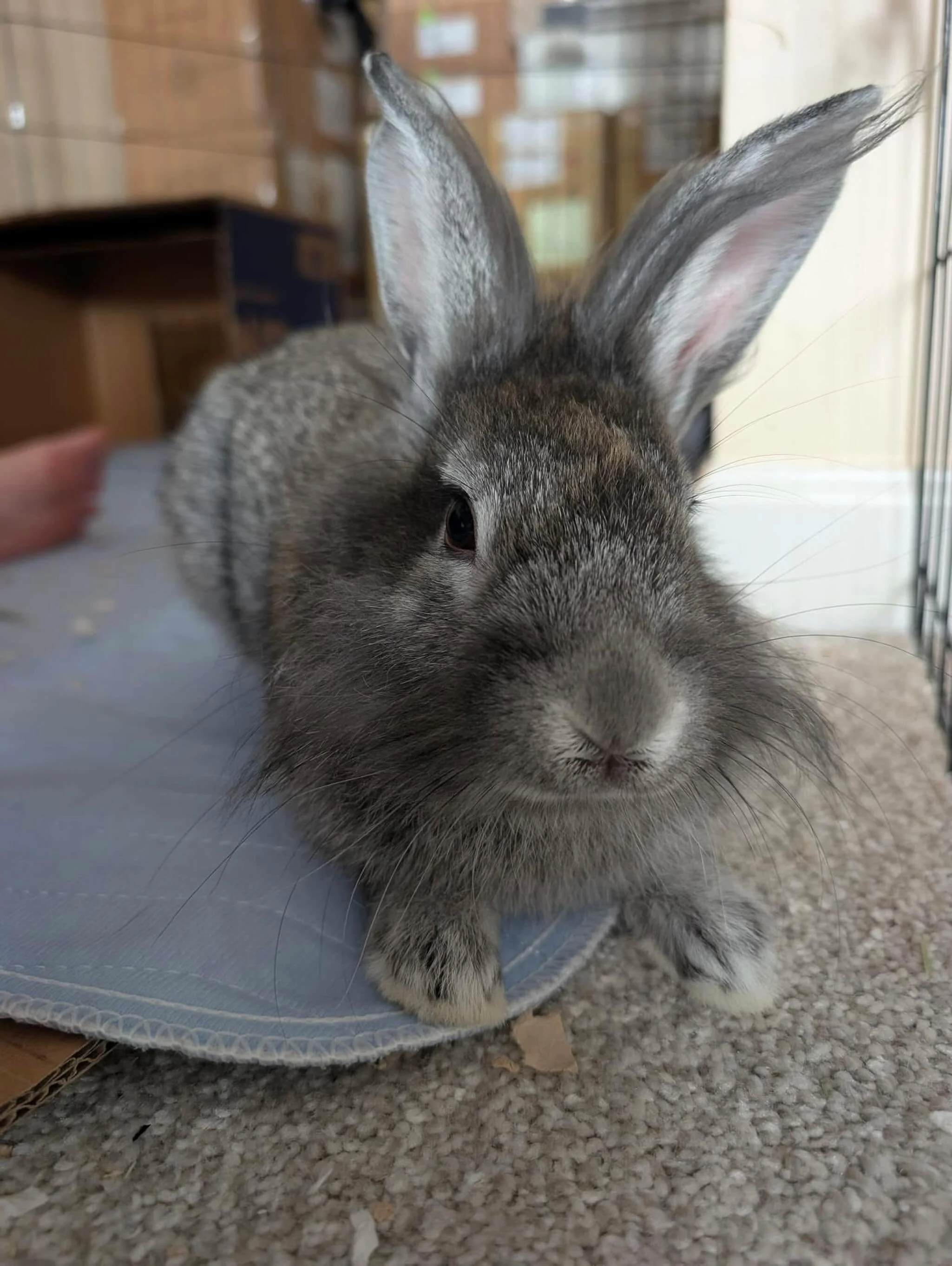 🐰 Meet Winston! 🐰

Handsome? Check. Charming? Absolutely. Looking for a foster home? You bet!

Winston is a dashing gentleman with a heart as big as his adorable bunny ears. Whether he&rsquo;s lounging in his favorite spot, accepting well-earned he
