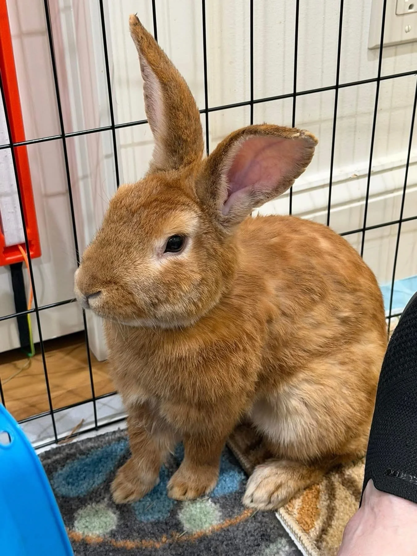 Plot twisted😂 
Well&hellip; we thought Ruby was a female. 😅 Just kidding! Everyone, meet the new Rudy!

Sometimes rescue life keeps us on our toes, and this handsome little surprise is no exception. Rudy and his buddy Mr. Red are headed in for thei