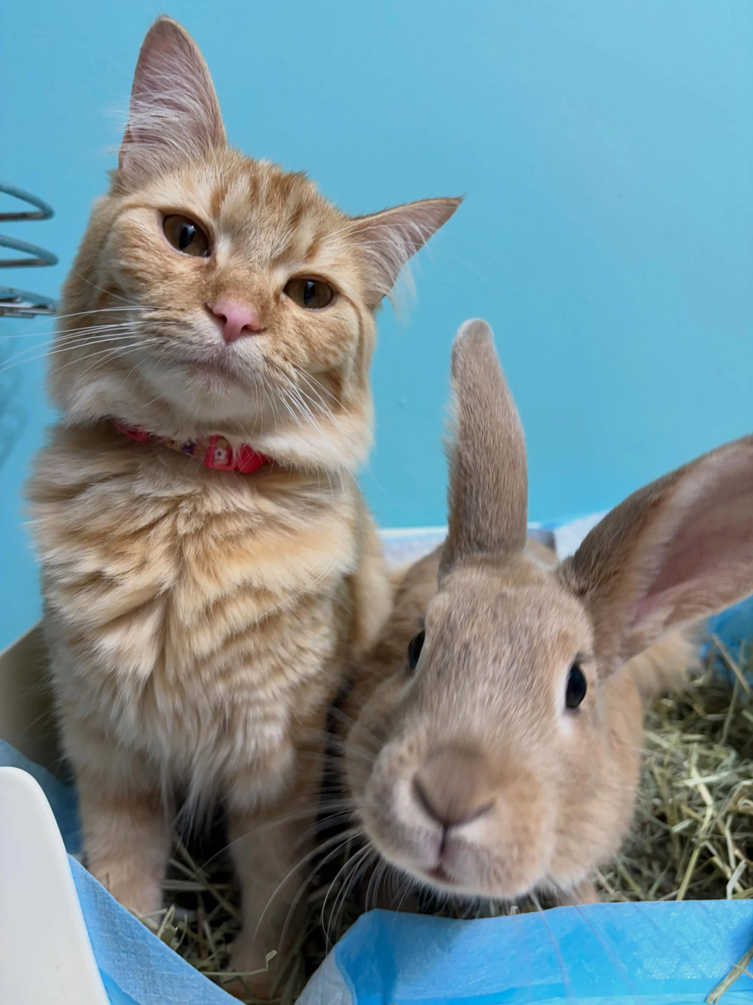 Friendship knows no boundaries. 🐰🐱 These two remind us that kindness, curiosity, and a little companionship can make any place feel like home. ❤️ Happy Sunday!