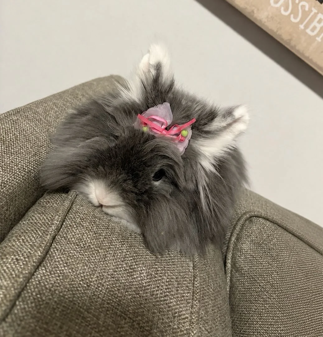 Happy 1st Birthday Muffin! Your sweet &amp; sassy personality, adorable face, and endless fluff make every day brighter. We are so grateful to celebrate this special milestone with you! 🎉💜