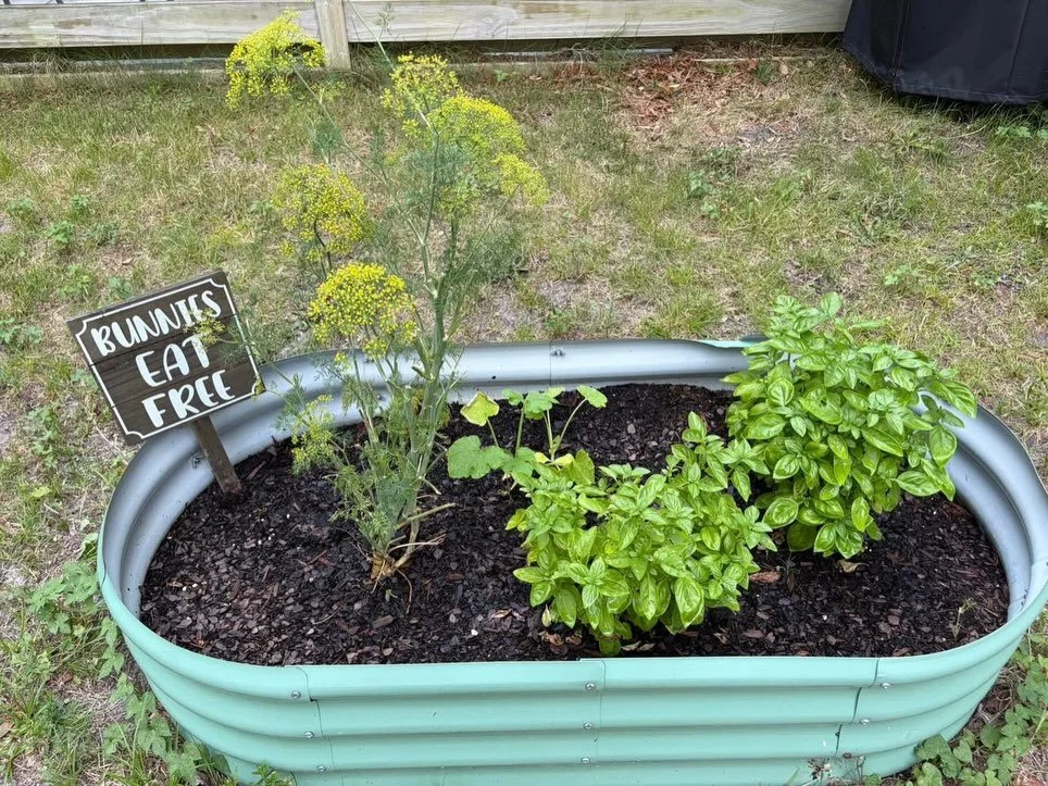 Let&rsquo;s talk about herbs for your rabbits.

The Cape Fear rabbit community has a special treasure right in its backyard: Shelton Herb Farm in Brunswick County. Located on Goodman Road in Leland. This family owned farm is a paradise for gardeners,