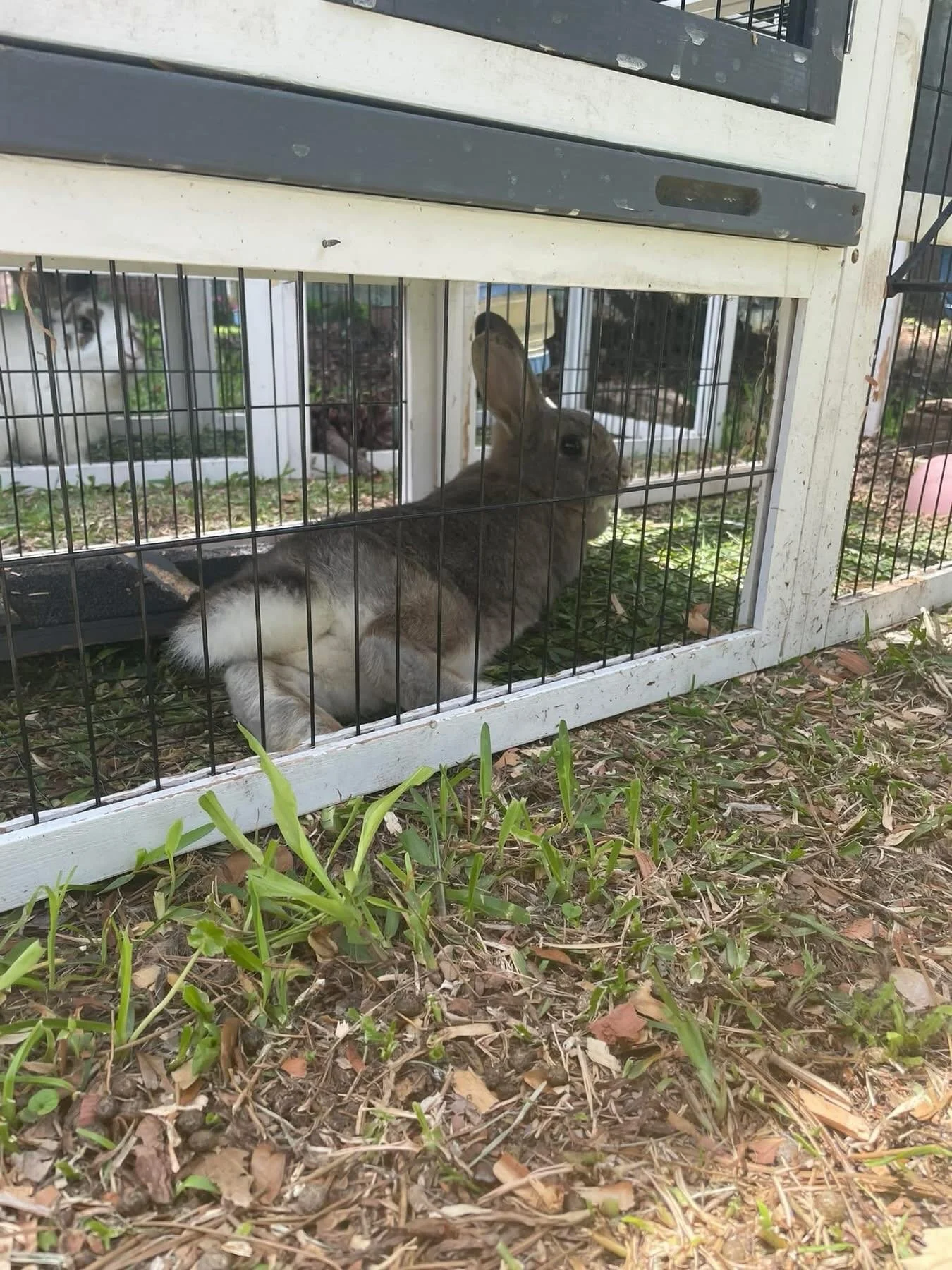 Urgent!!!!!

We were just contacted by Animal Control regarding three domestic rabbits that have been left outside. Their owner is looking to surrender them due to a domestic situation. We want to bring them into  hoppy tides so they can get the care