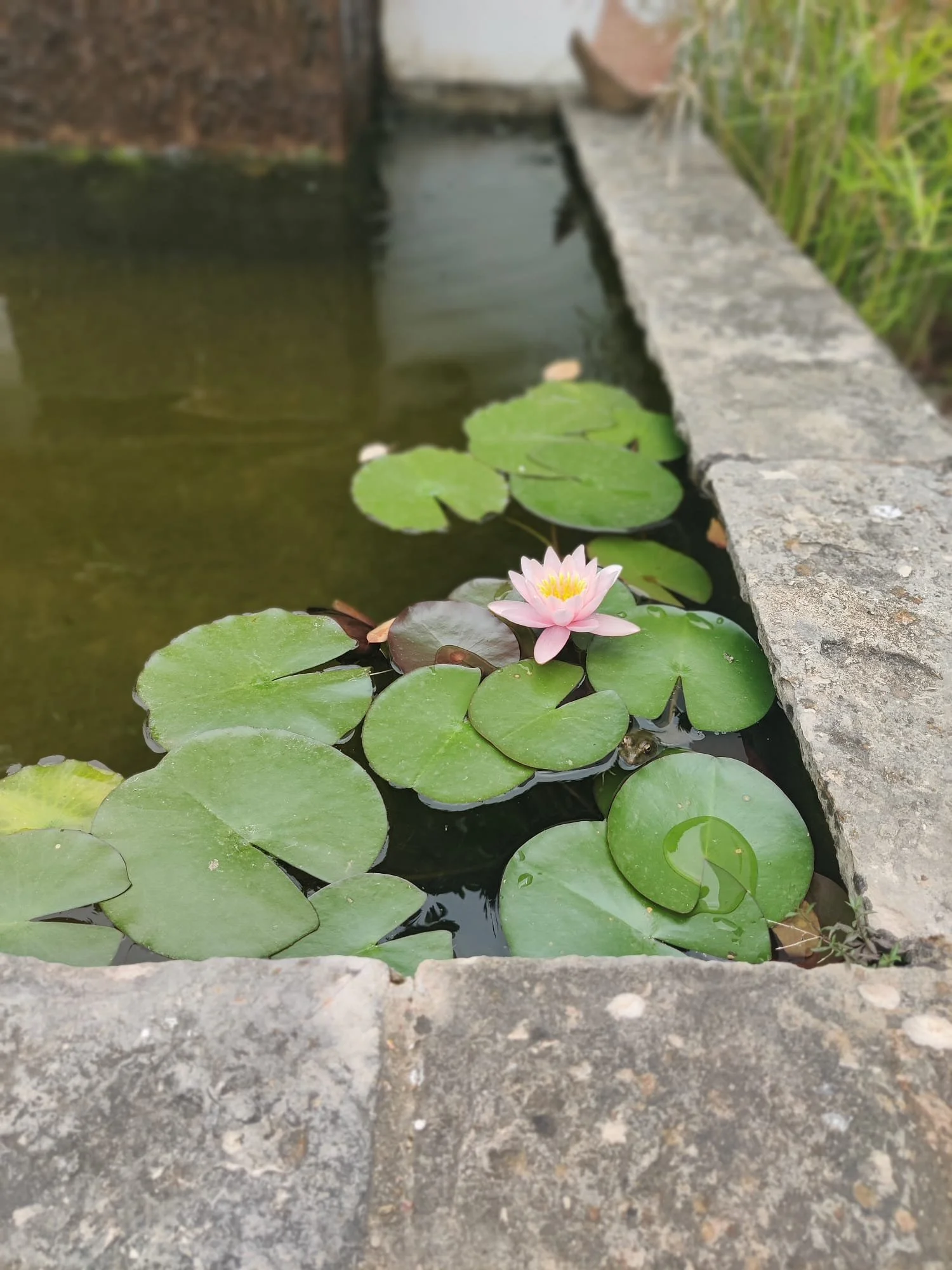 Pink lotus flower floating on a still pond, symbolising calm, nature and quiet renewal at retreat.