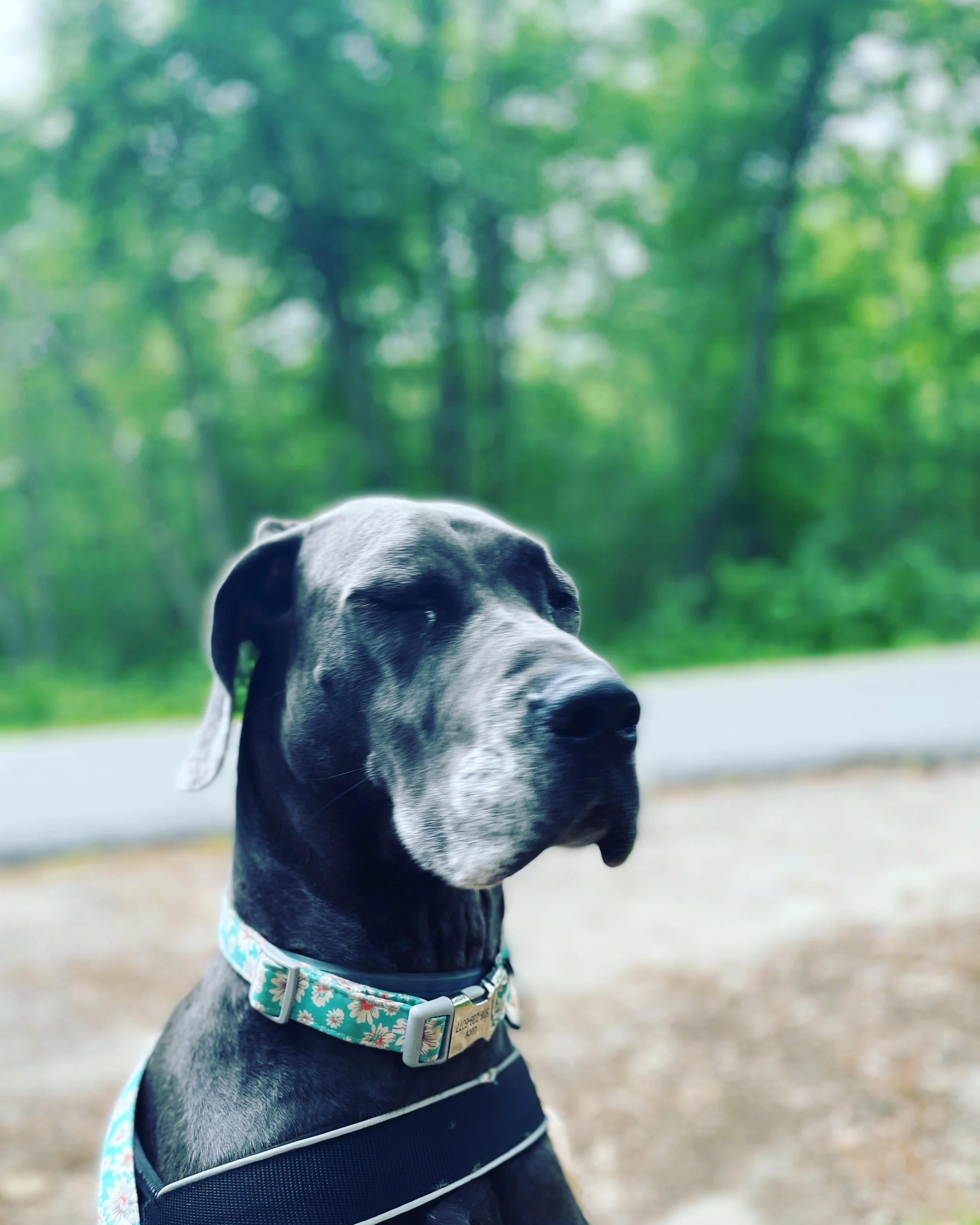 A black and gray Great Dane dog with a colorful floral collar sitting outdoors with a blurred green forest background.