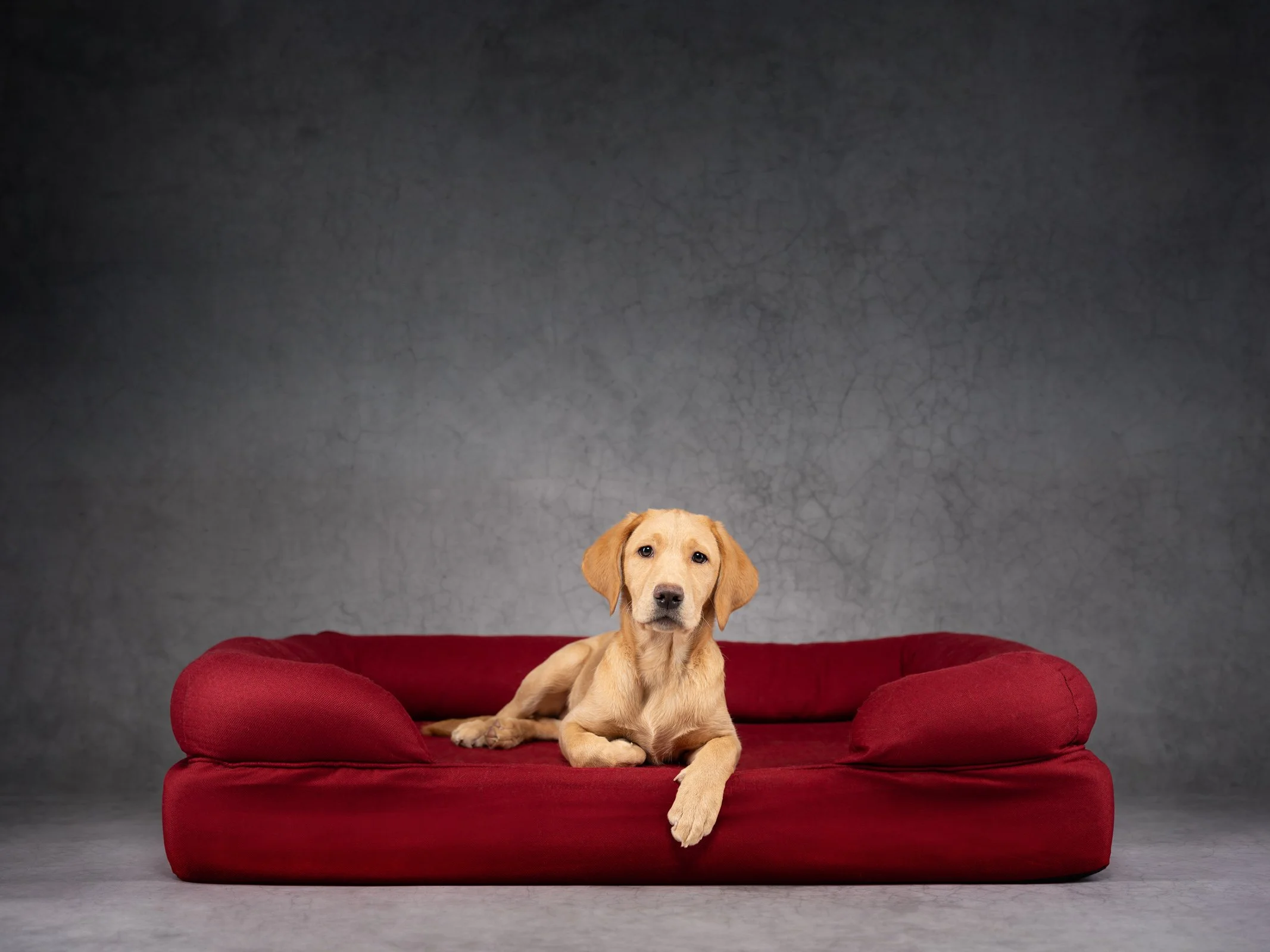 Peppa 14.3 weeks.jpg