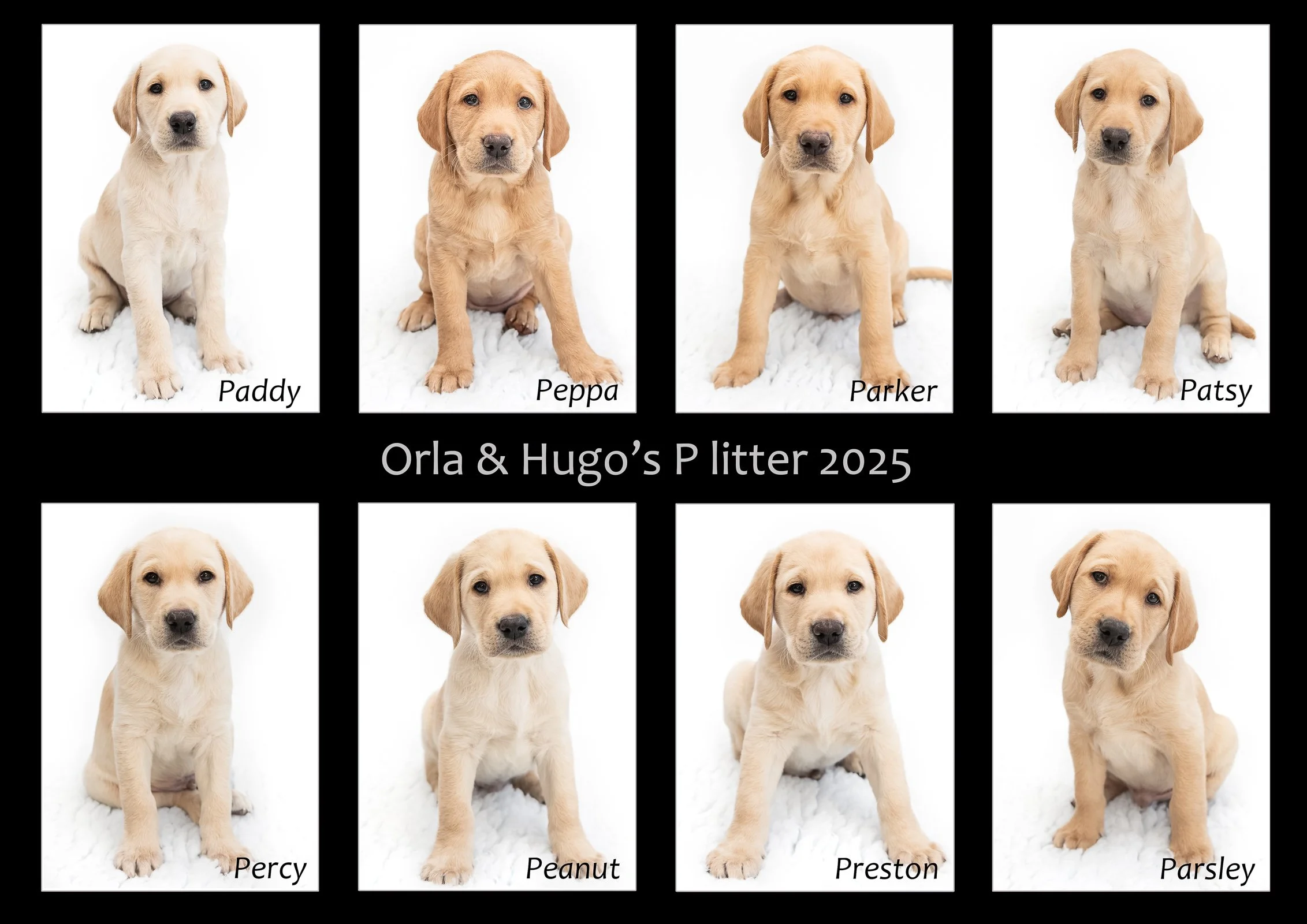 Orla's P litter 2025.11.21.jpg