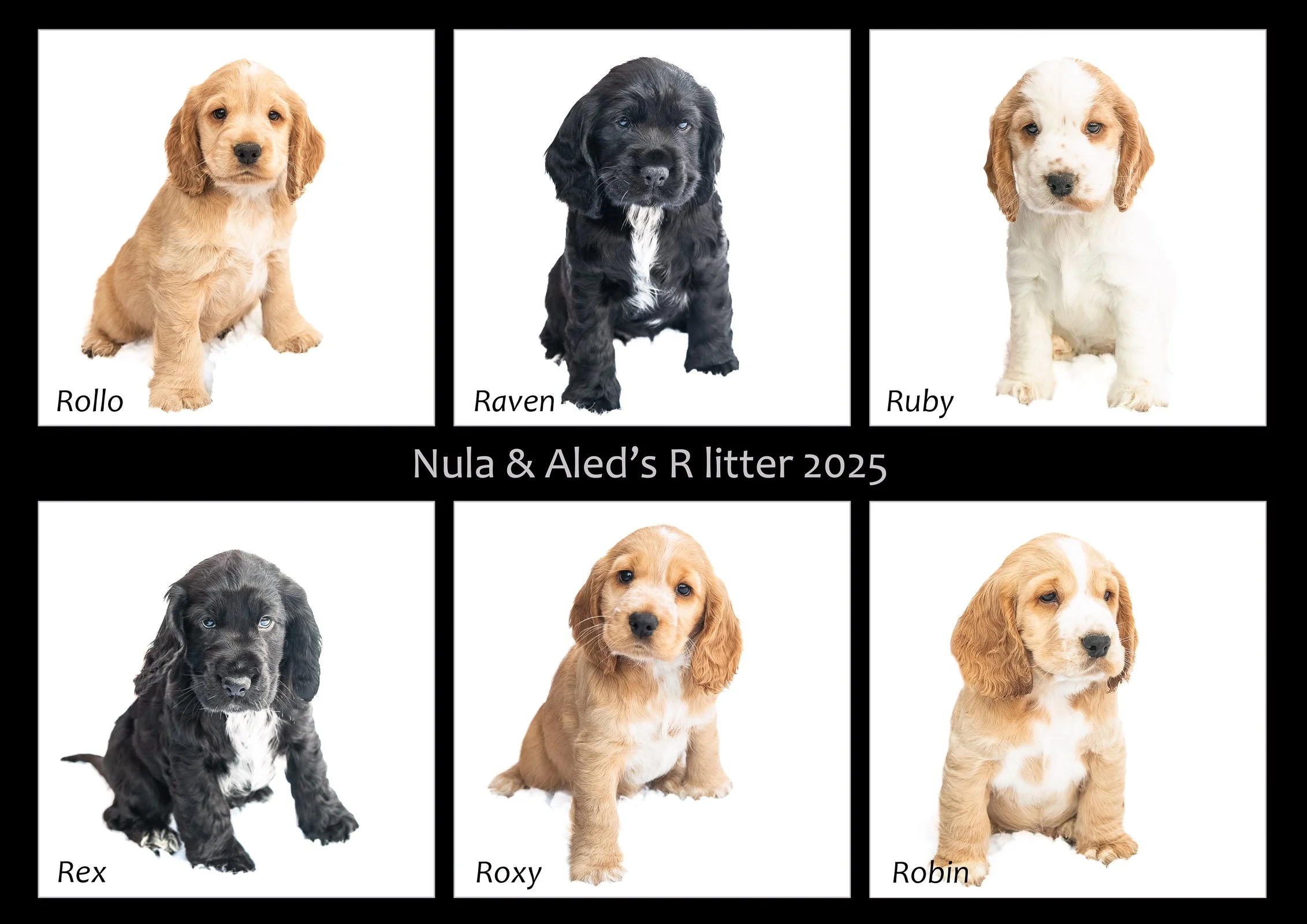 Nula's R litter 2025.11.21.jpg