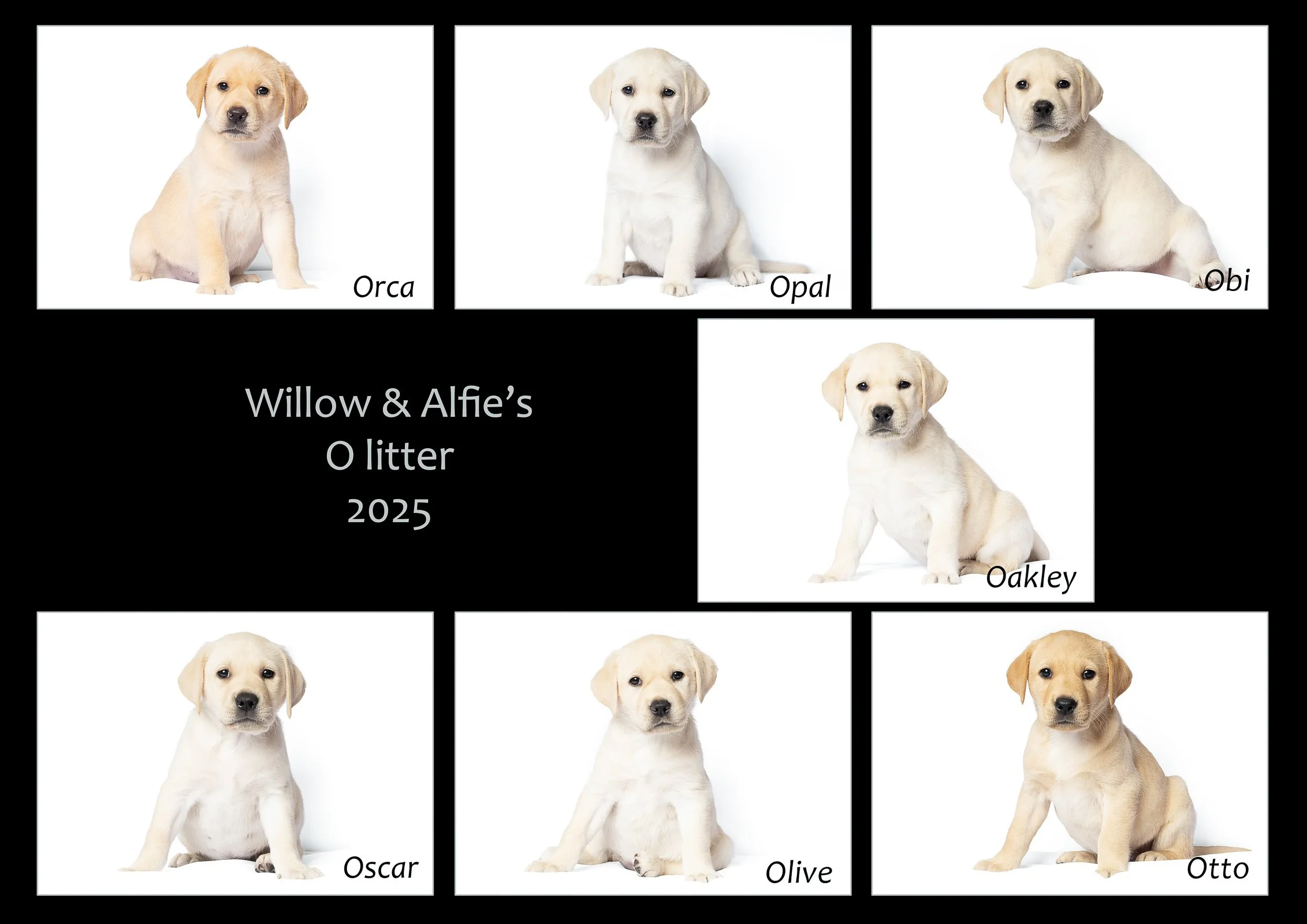 Willow's O litter 2025.11.09.jpg