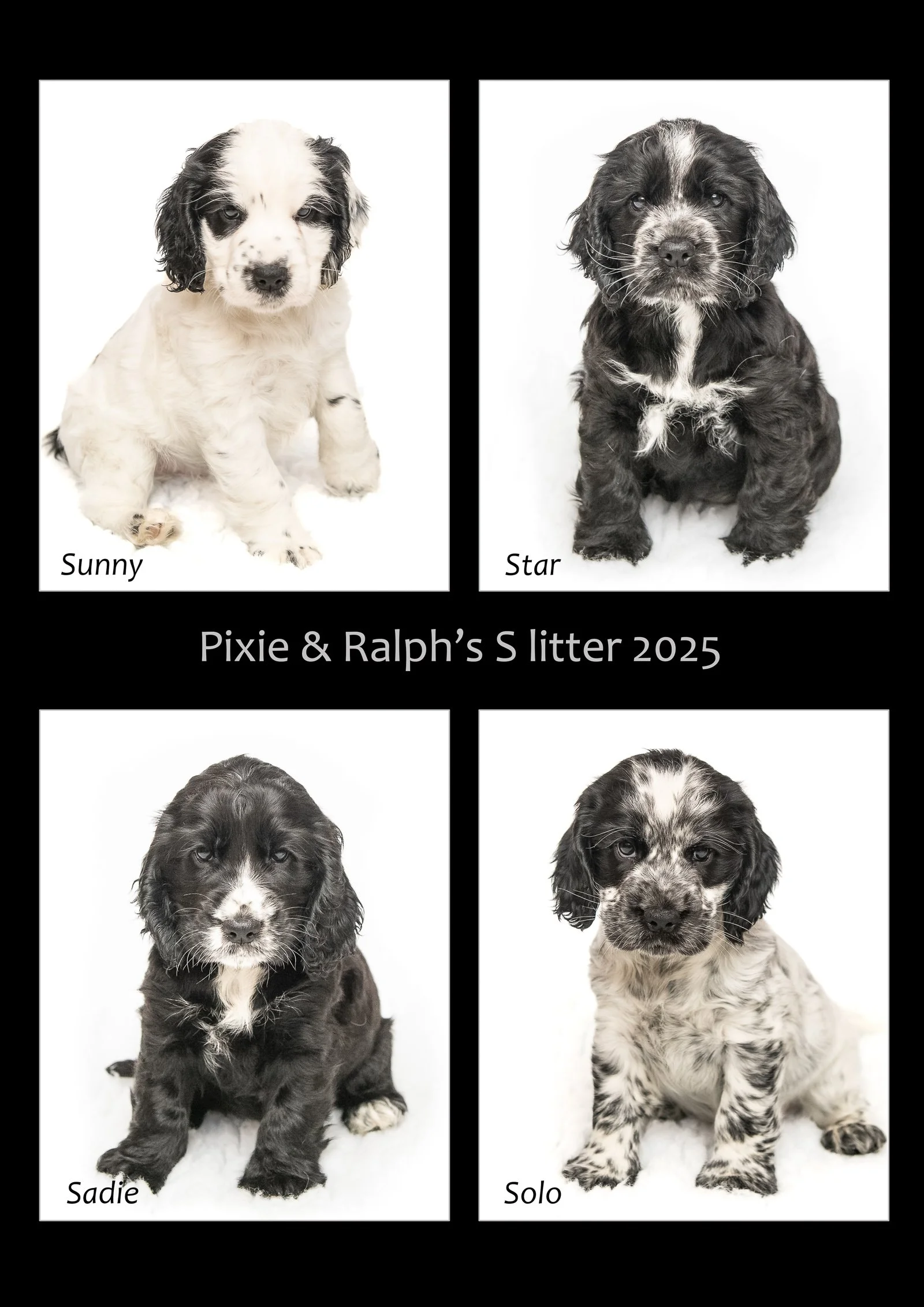 Pixie's S litter 2025.11.28.jpg