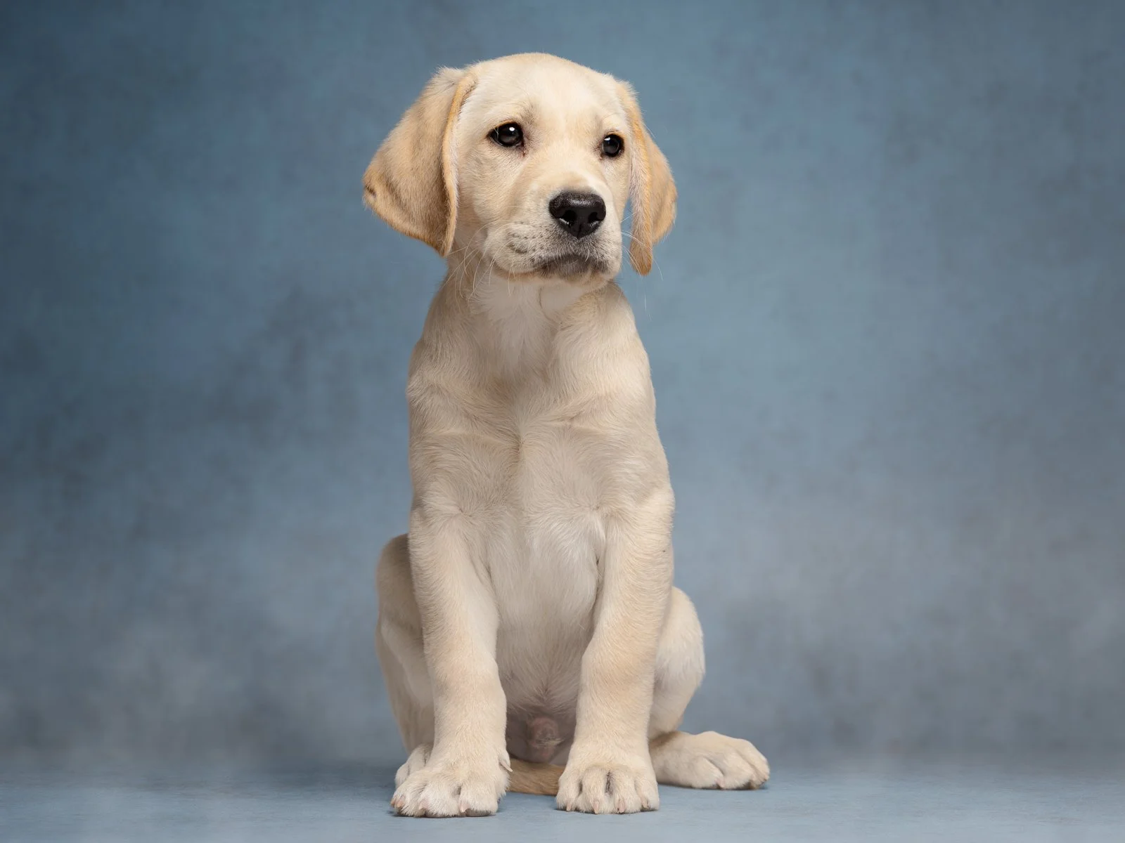 Jimmy almost 9 weeks-1003.jpg