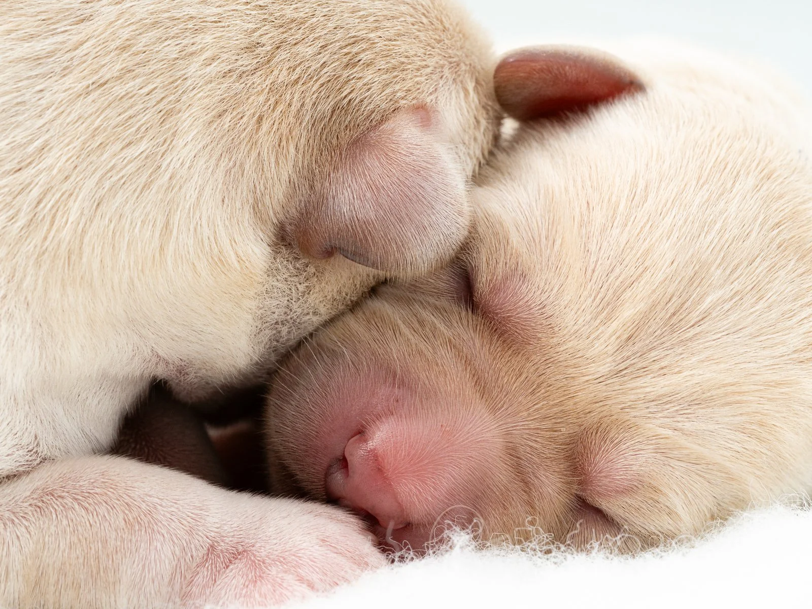 Zoey's 1st litter-9855.jpg