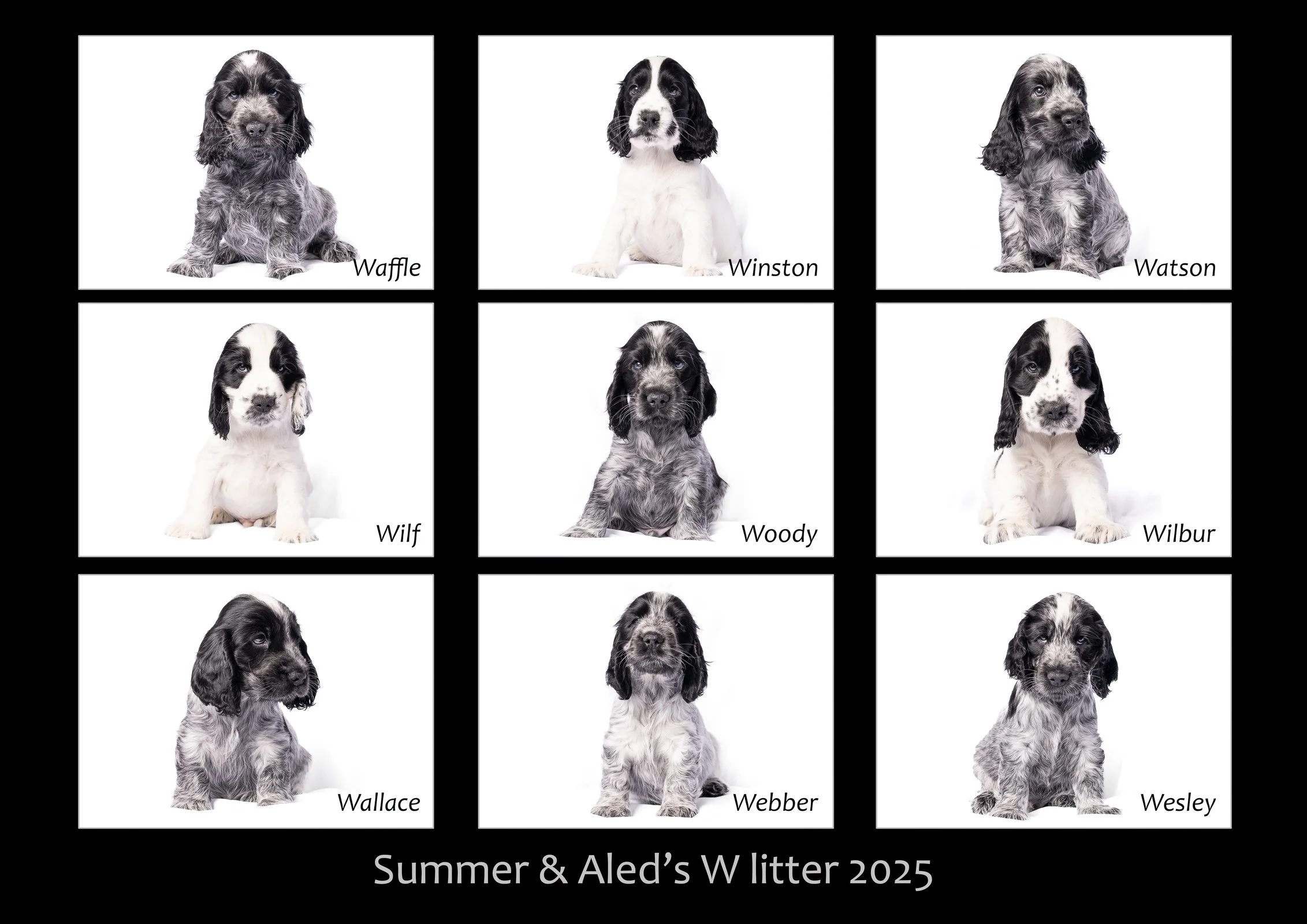 Summer's W litter 2025.12.12.jpg