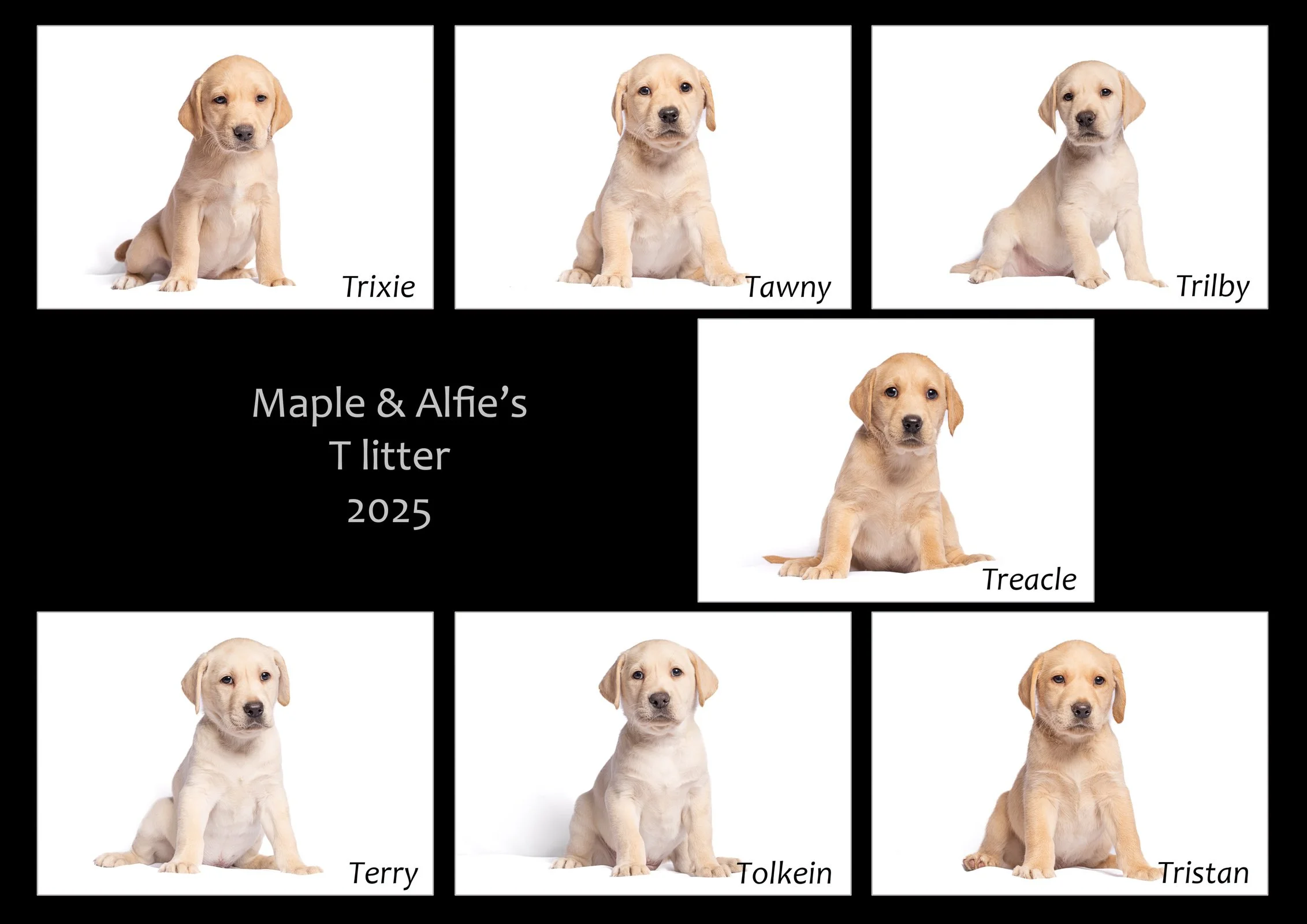 Maple's T litter 2025.11.27 .jpg