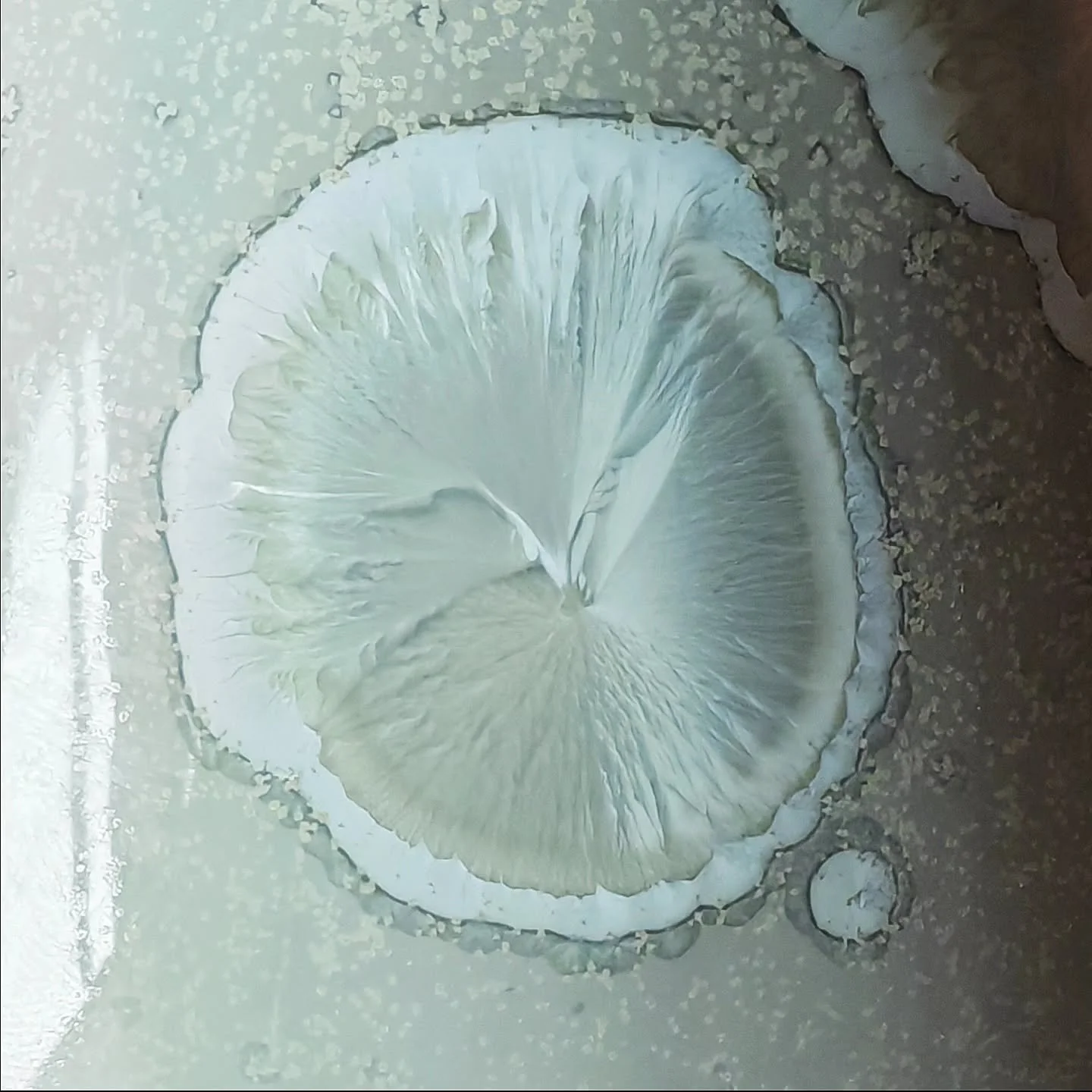 - Cotton -
Summer 2025
Soft and quiet white crystals
.
.
.
#porcelain #ceramics #pottery #handmade  #ceramicart #crystallineceramics  #crystallineglaze #porcelainart  #studioceramics #contemporaryceramics #crystalline #handmadeceramics  #wheelthrownc