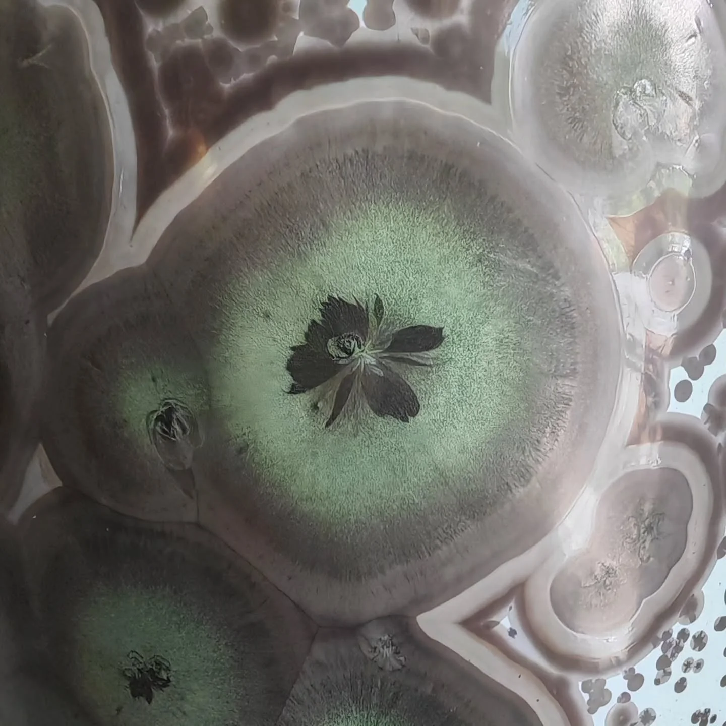 - Maleficent -
Spring 2025
Fading green flower embalmed in crystal
.
.
.
#porcelain #ceramics #pottery #handmade  #ceramicart #crystallineceramics  #crystallineglaze #porcelainart  #studioceramics #contemporaryceramics #crystalline #handmadeceramics 