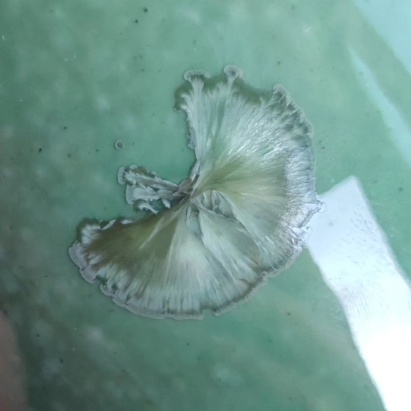 - Wings -
Spring 2025
Soaring high above the Raggiana paradise
.
.
.
#porcelain #ceramics #pottery #handmade  #ceramicart #crystallineceramics  #crystallineglaze #porcelainart  #studioceramics #contemporaryceramics #crystalline #handmadeceramics  #wh