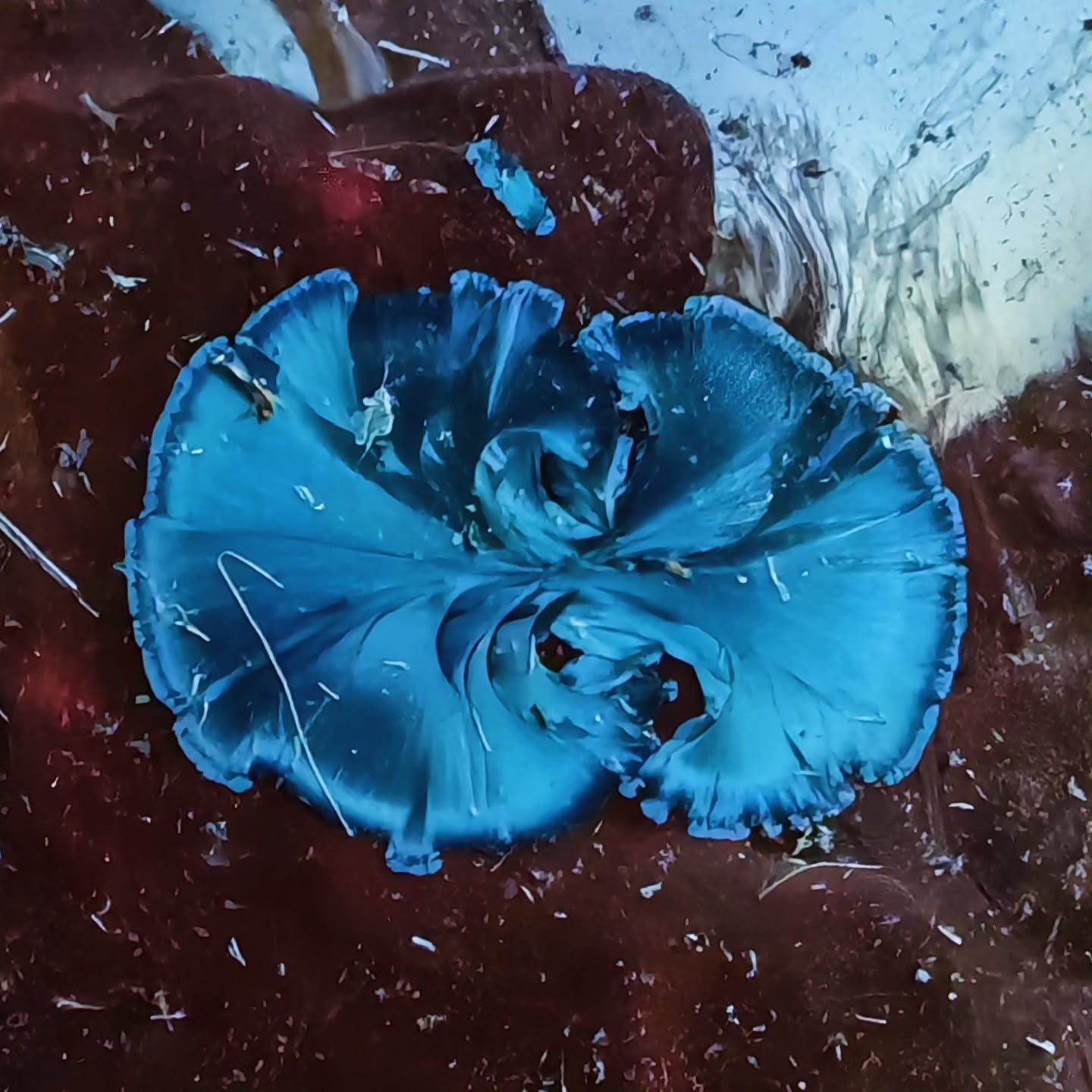 - Storm -
Fall 2025
A specter in the heart of the storm
.
.
.
#porcelain #ceramics #pottery #handmade  #ceramicart #crystallineceramics  #crystallineglaze #porcelainart  #studioceramics #contemporaryceramics #crystalline #handmadeceramics  #wheelthro