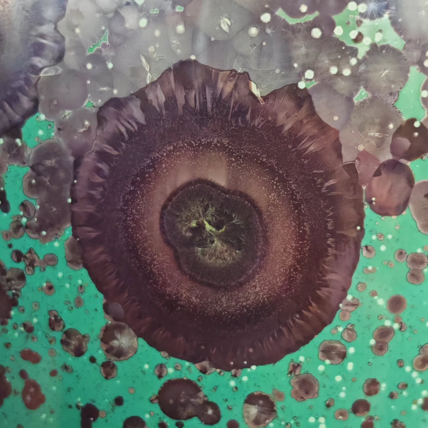 - Variscite -
Fall 2025
Life pulses through black veins, glowing with calm
.
.
.
#porcelain #ceramics #pottery #handmade  #ceramicart #crystallineceramics  #crystallineglaze #porcelainart  #studioceramics #contemporaryceramics #crystalline #handmadec