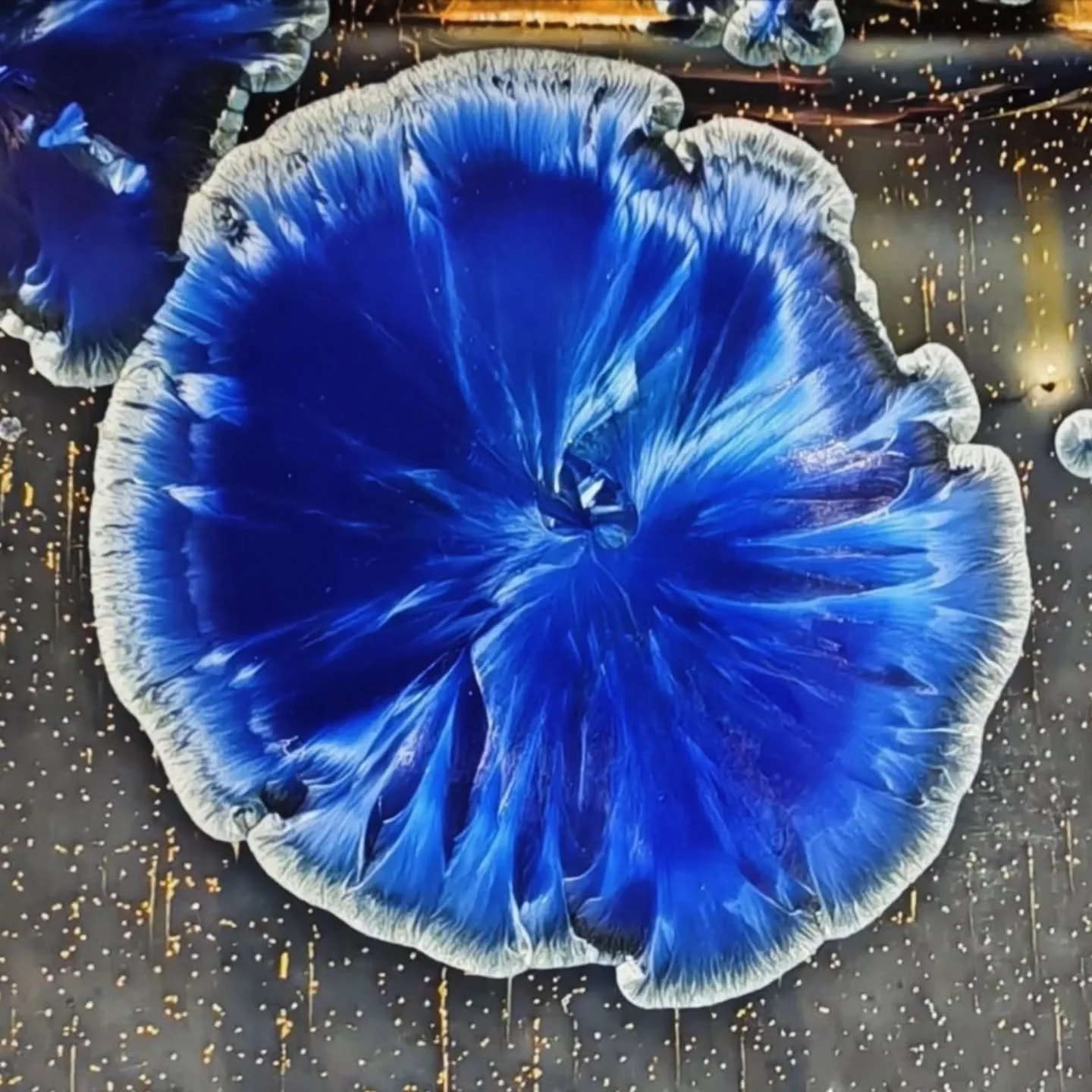 - Bl&aring;t&aring;r -
Winter 2024
Den ellefte dagen i Bl&aring;fjell!
.
.
.
#porcelain #ceramics #pottery #handmade  #ceramicart #crystallineceramics  #crystallineglaze #porcelainart  #studioceramics #contemporaryceramics #crystalline #handmadeceram