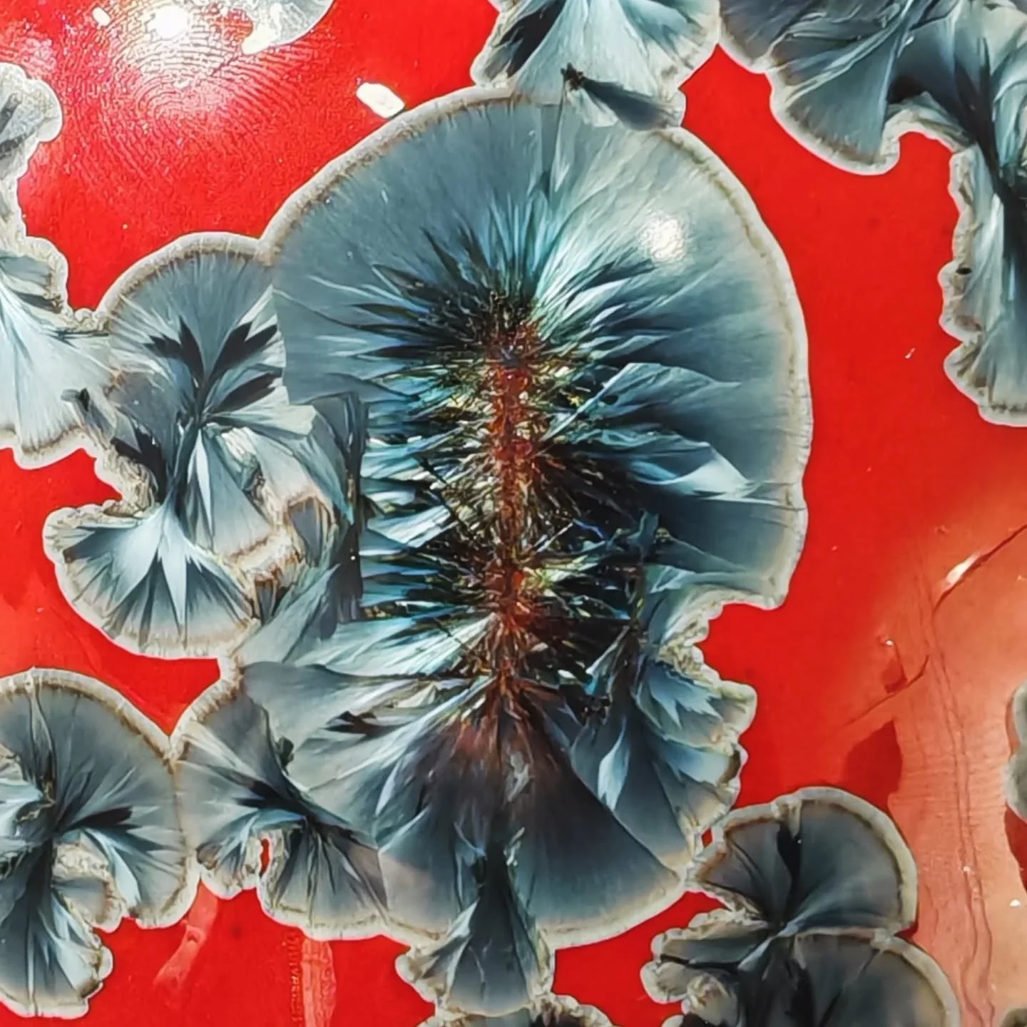 - Tamara -
Summer 2025
Sharp as broken glass and cold as ice
.
.
.
#porcelain #ceramics #pottery #handmade  #ceramicart crystallineceramics  crystallineglaze porcelainart  studioceramics contemporaryceramics crystalline handmadeceramics  wheelthrownc