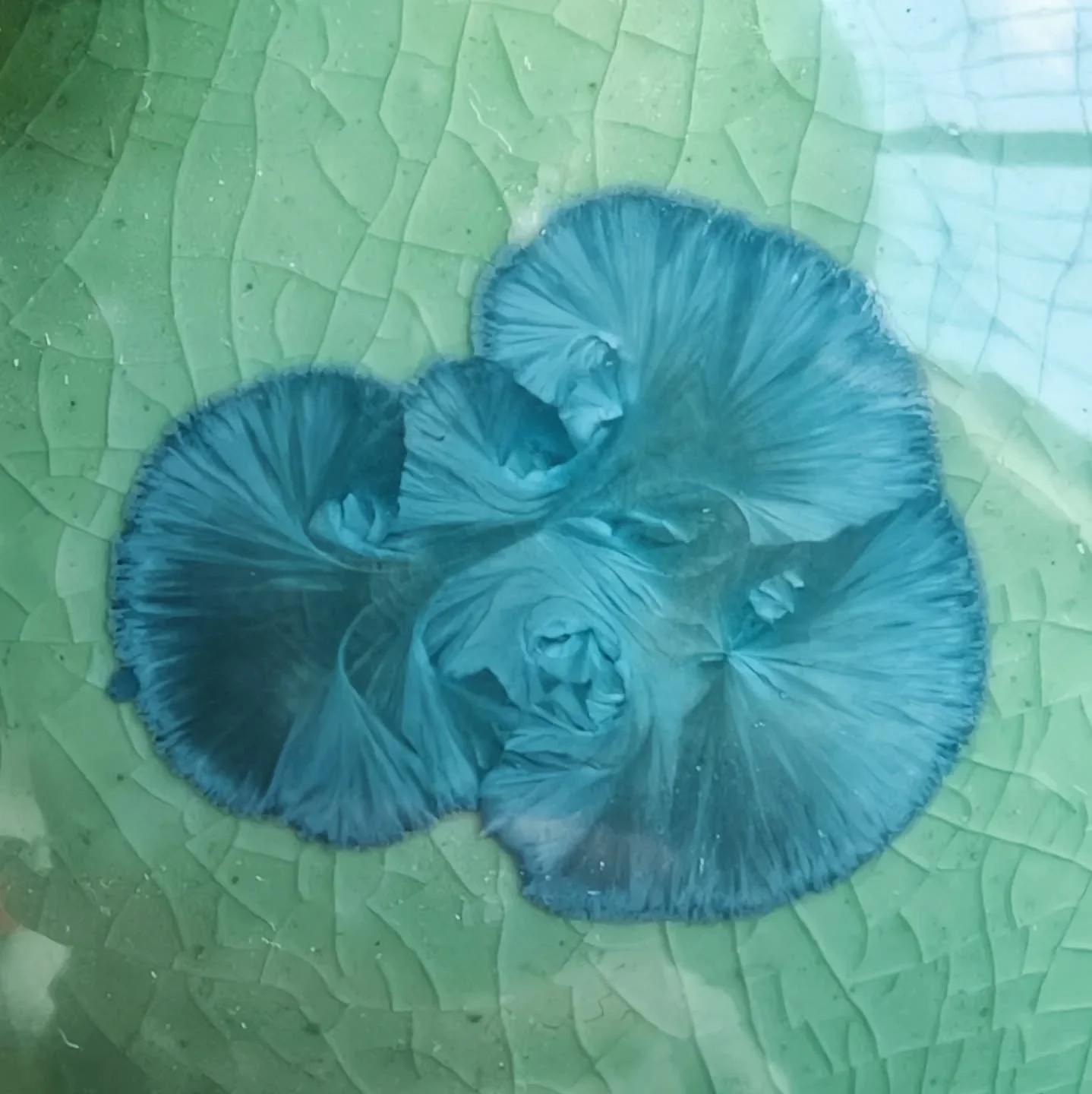 - Snow Angel - 
Winter 2025
Fun between the ages of 1-99
.
.
.
#porcelain #ceramics #pottery #crystallineceramics  #crystallineglaze