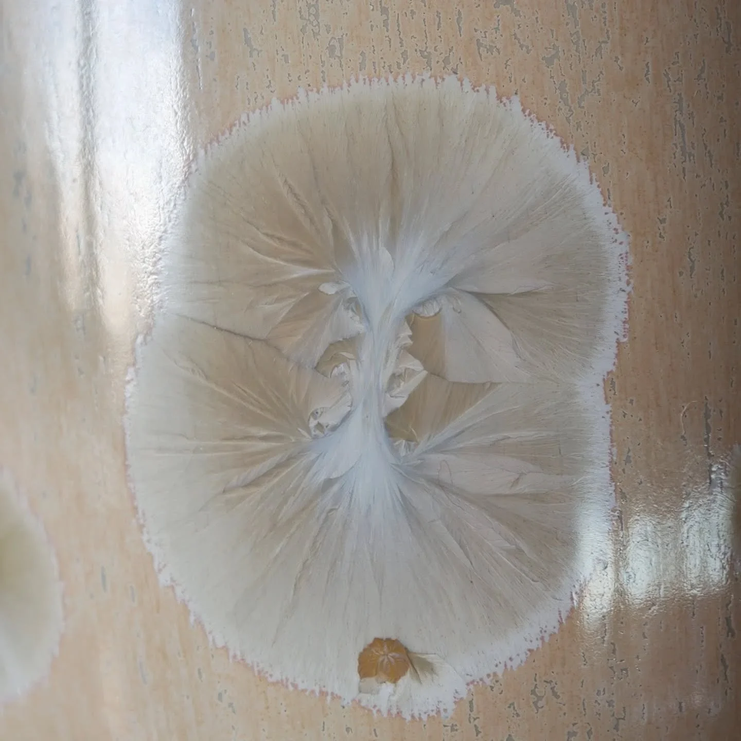 - Vanilla -
Fall 2025
The best ice cream flavor, especially in Italy
.
.
.
#porcelain #ceramics #pottery #crystallineceramics  #crystallineglaze